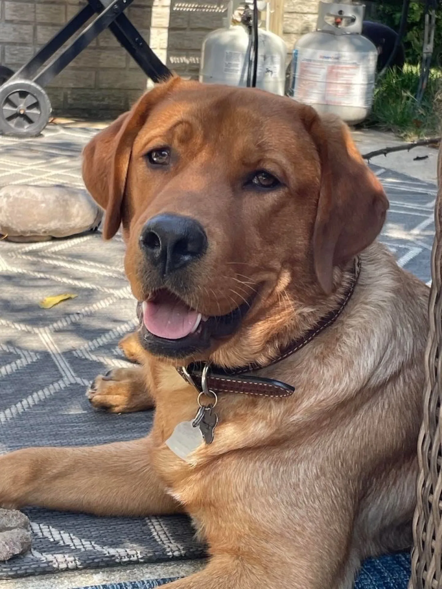 A previous Happiest Labrador puppy at home with their family