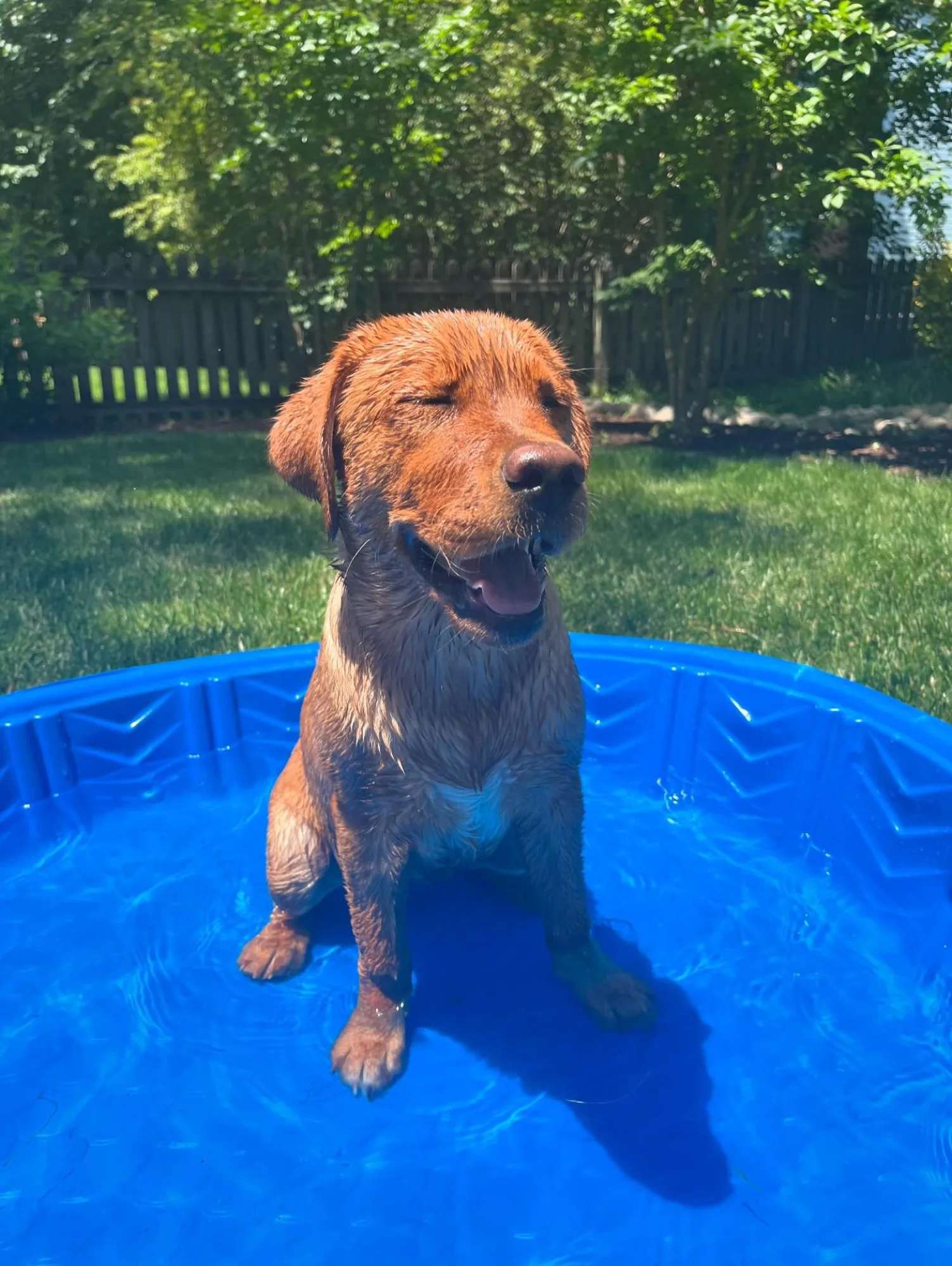 A previous Happiest Labrador puppy at home with their family