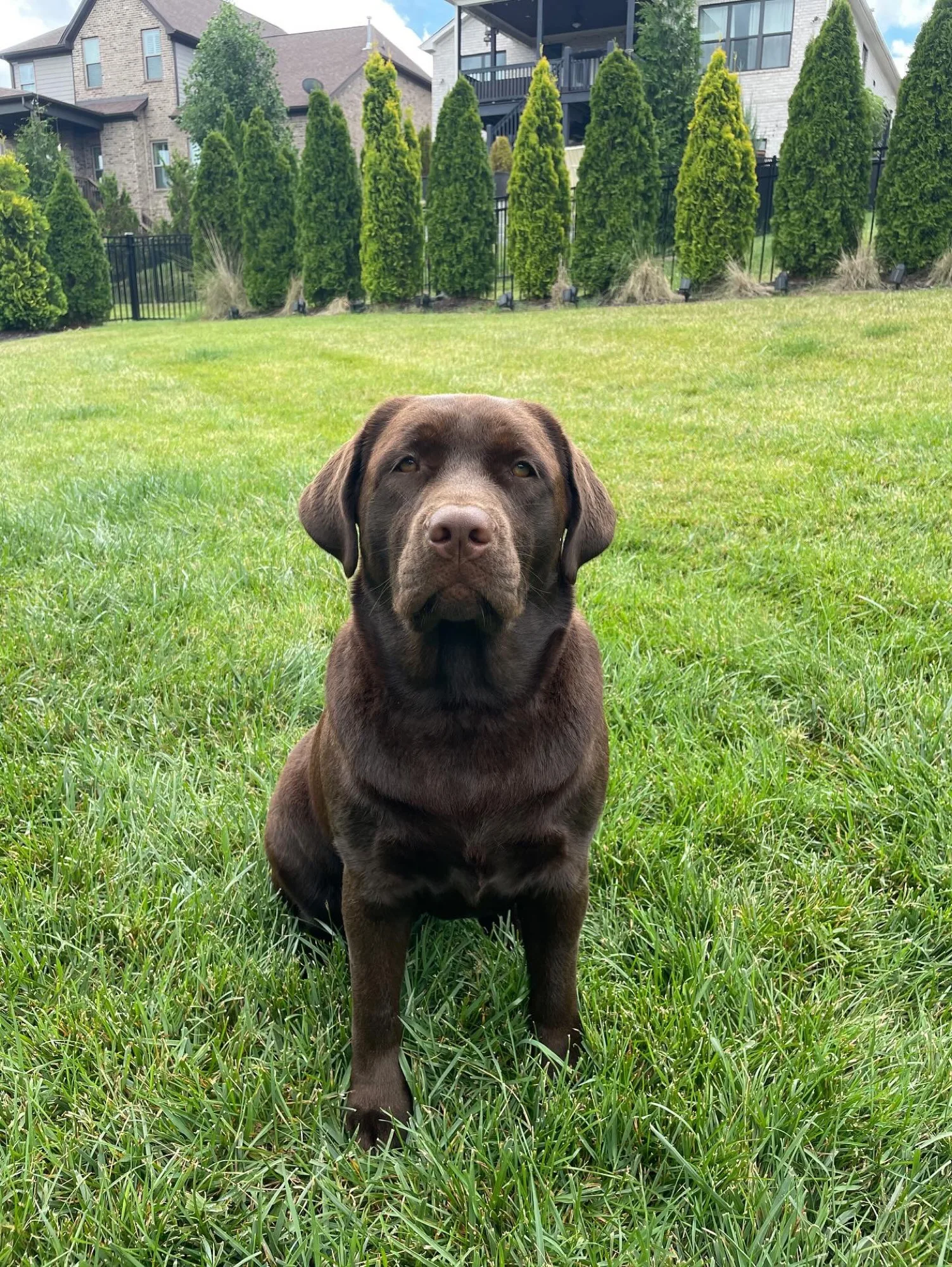 A previous Happiest Labrador puppy at home with their family