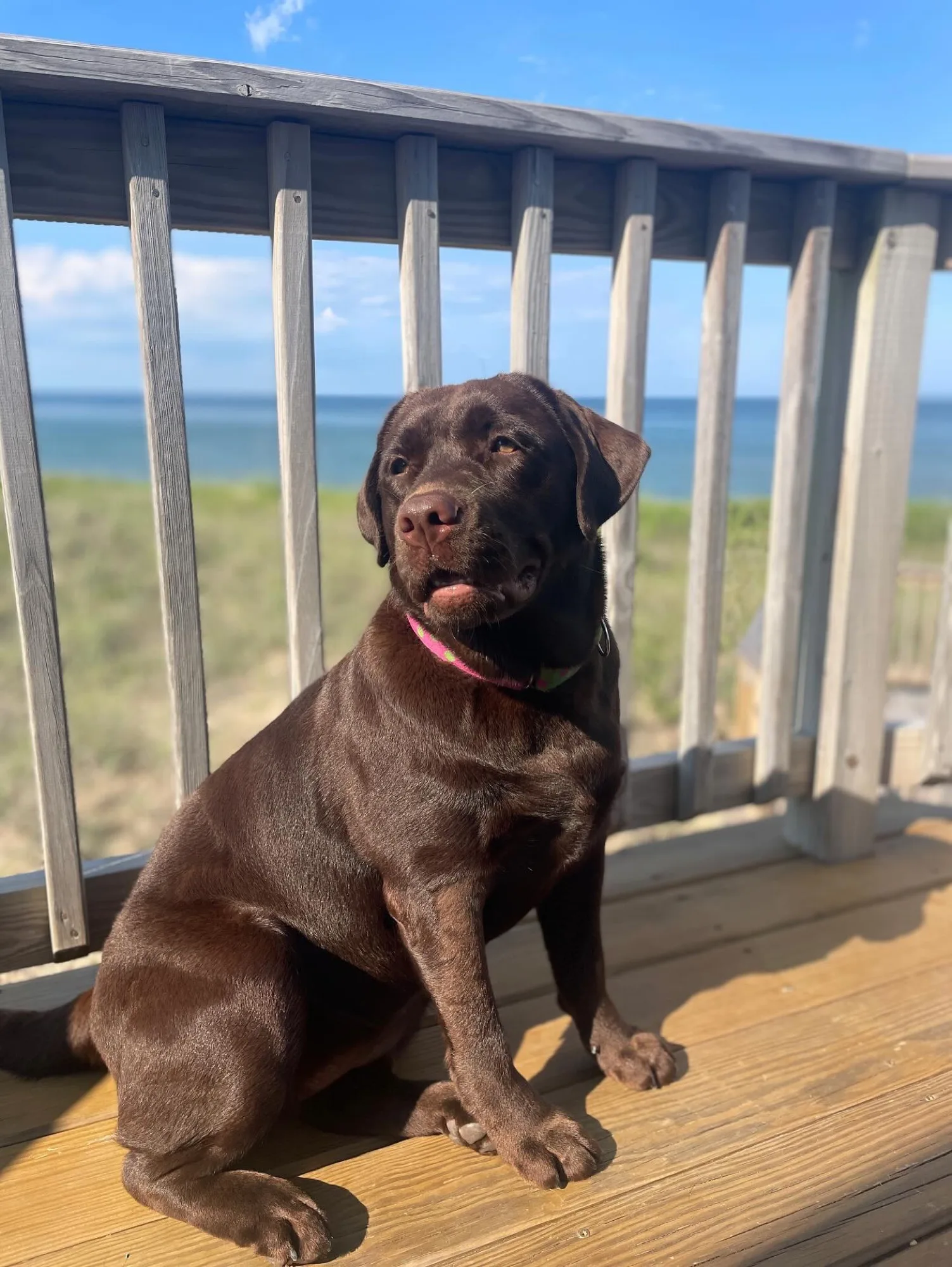 A previous Happiest Labrador puppy at home with their family