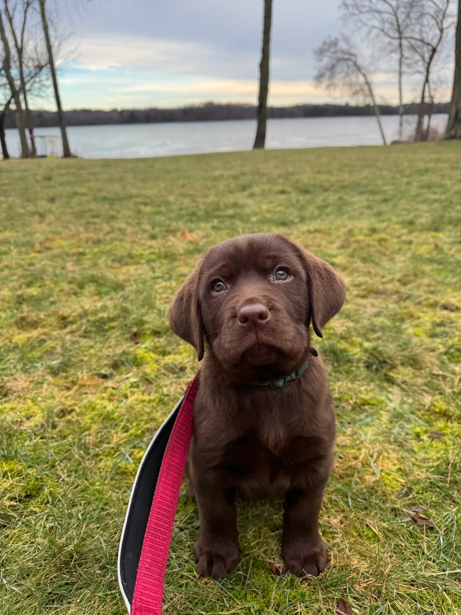 A previous Happiest Labrador puppy at home with their family