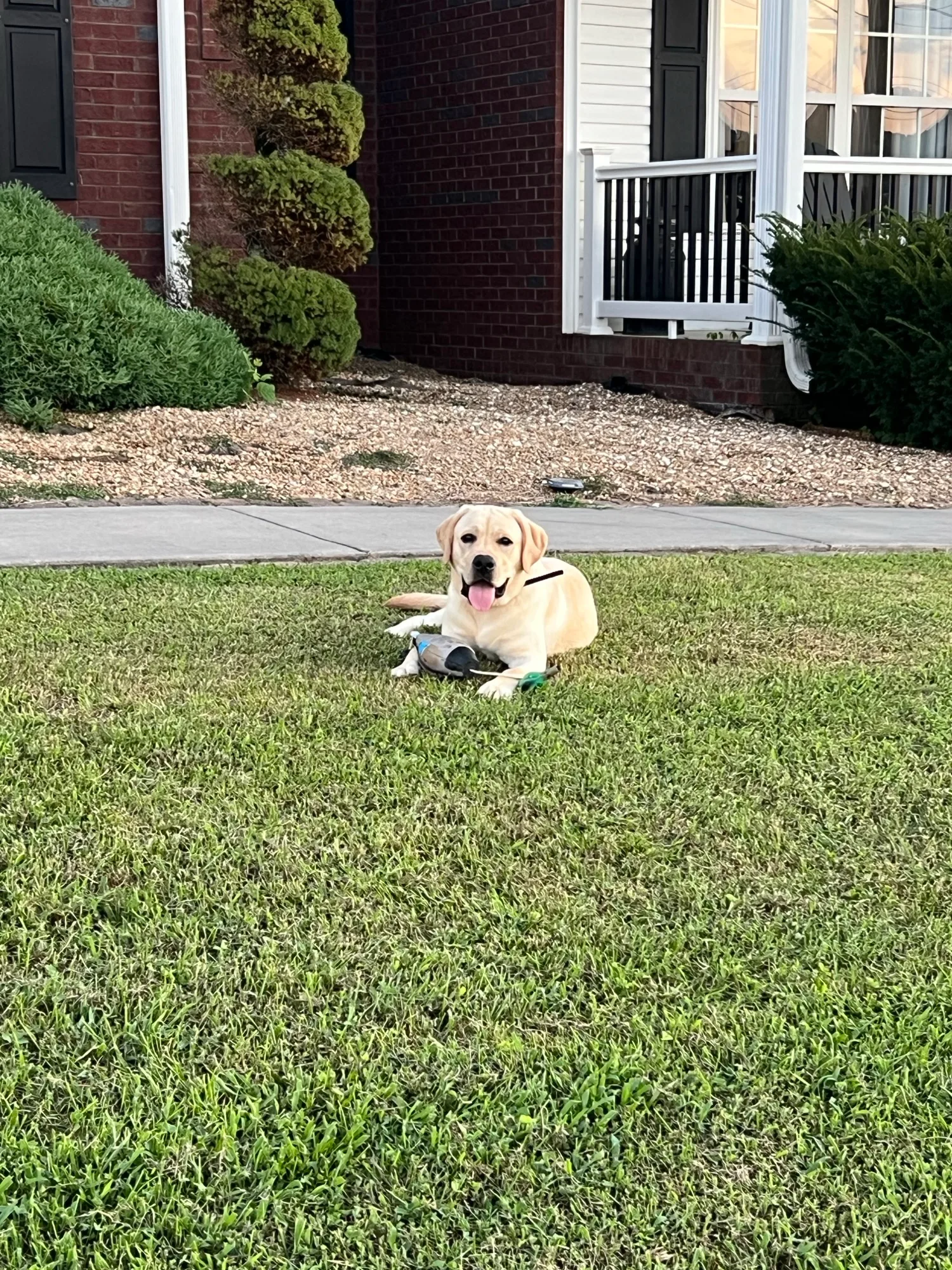 A previous Happiest Labrador puppy at home with their family