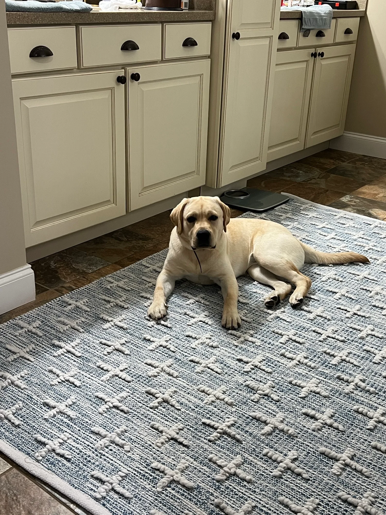 A previous Happiest Labrador puppy at home with their family