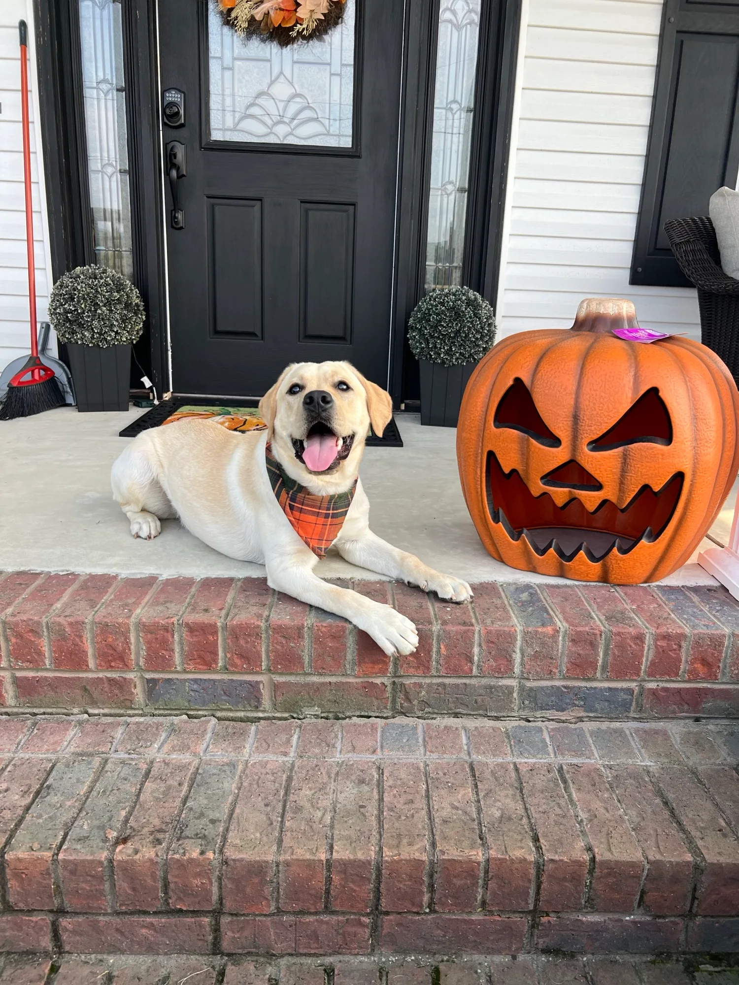 A previous Happiest Labrador puppy at home with their family