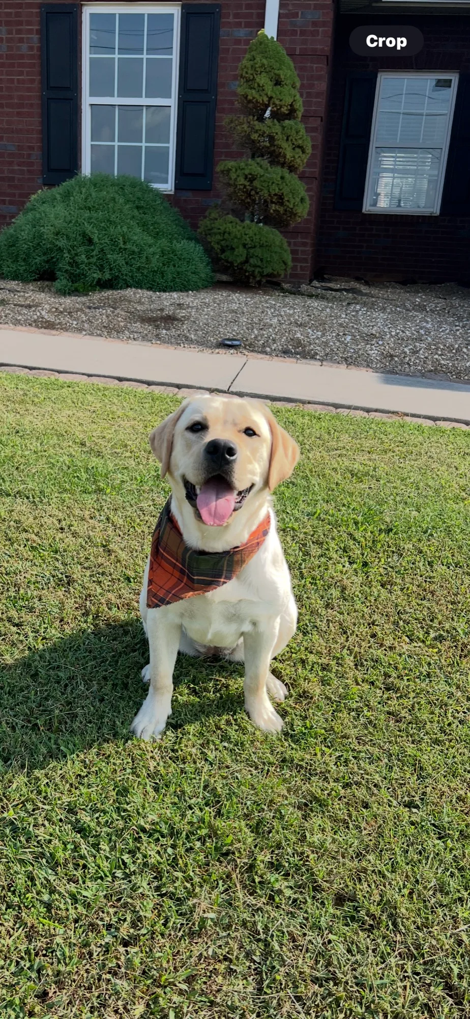 A previous Happiest Labrador puppy at home with their family