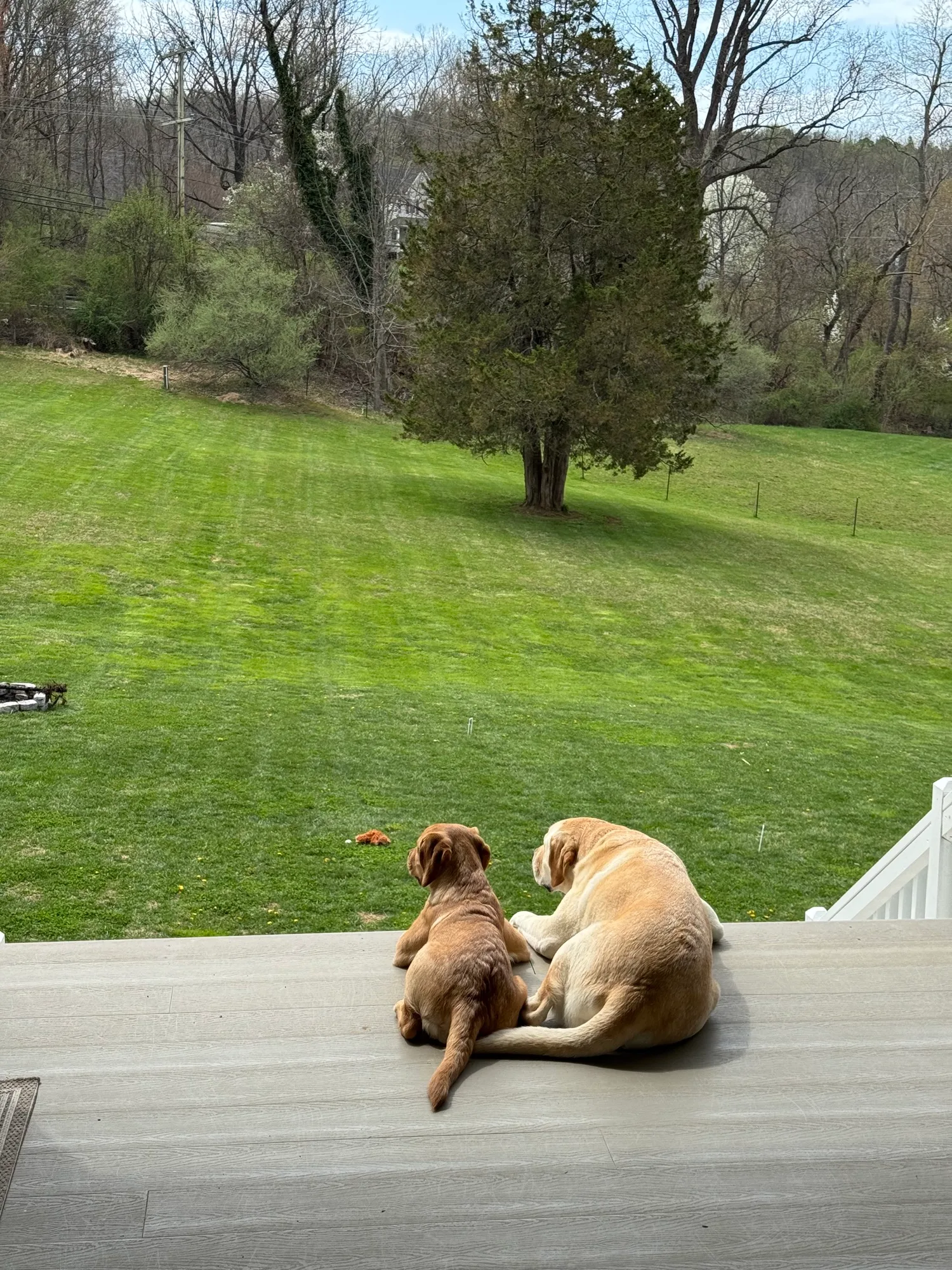 A previous Happiest Labrador puppy at home with their family