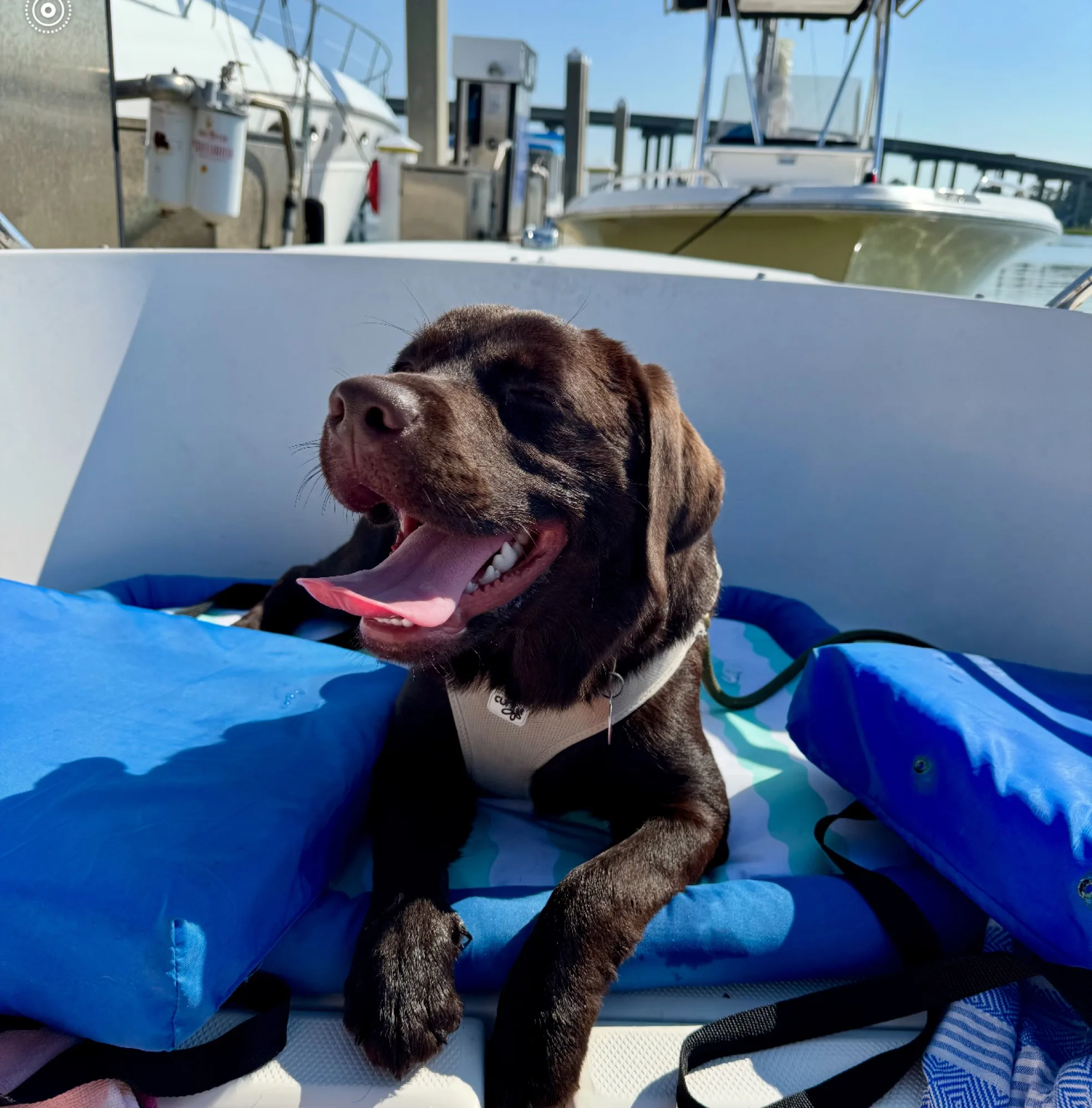 A previous Happiest Labrador puppy at home with their family