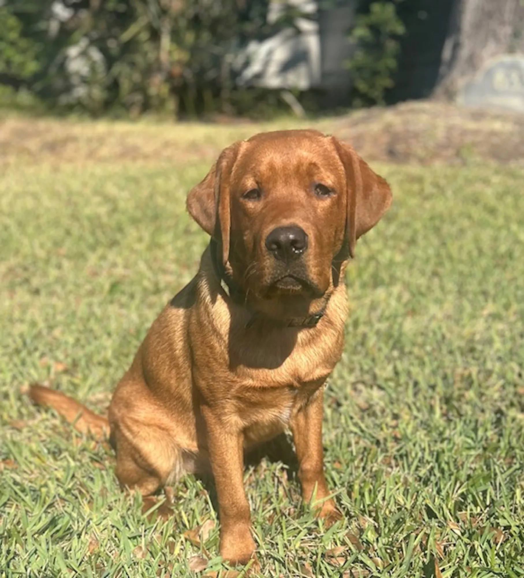 A previous Happiest Labrador puppy at home with their family