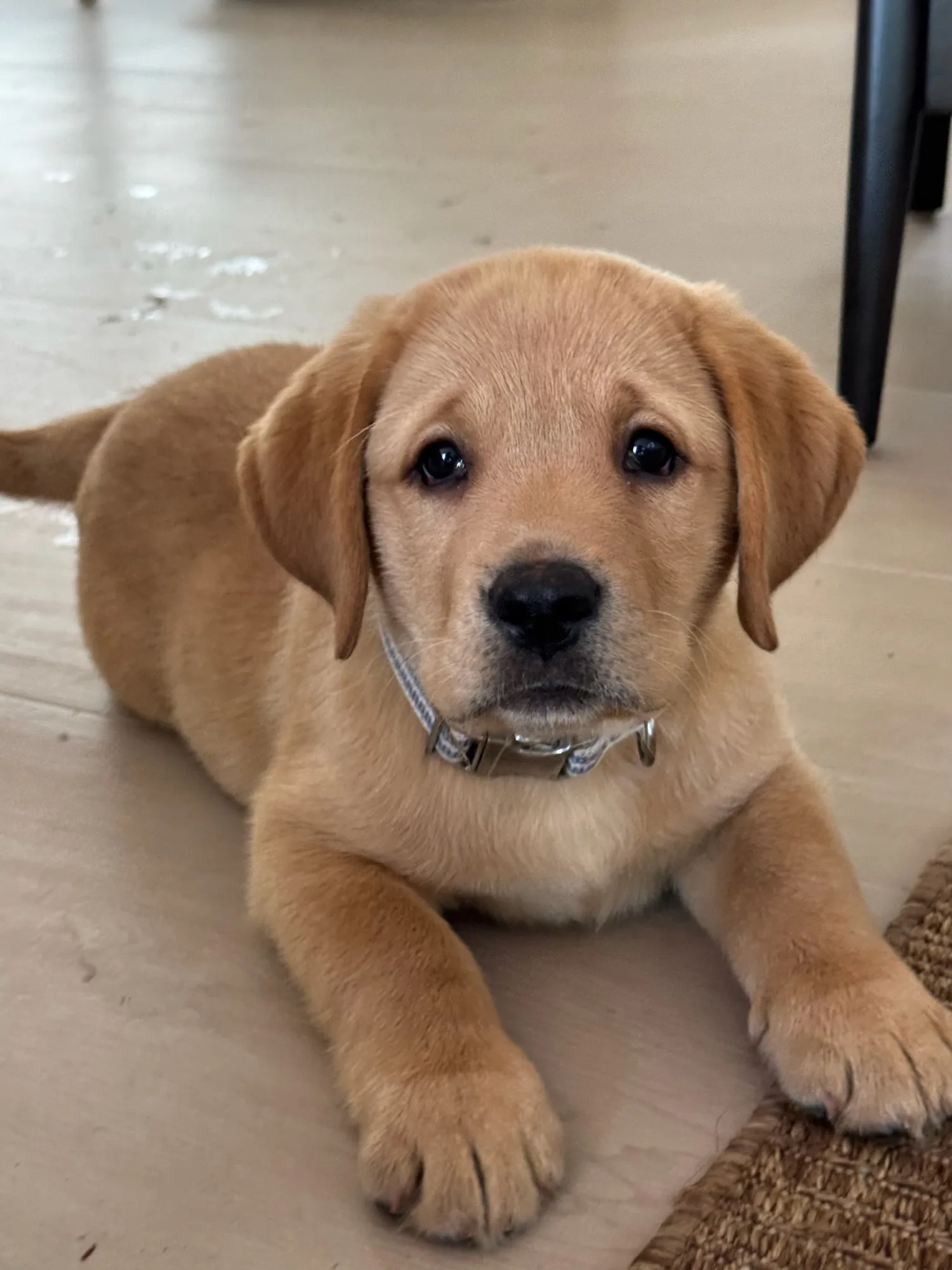 A previous Happiest Labrador puppy at home with their family
