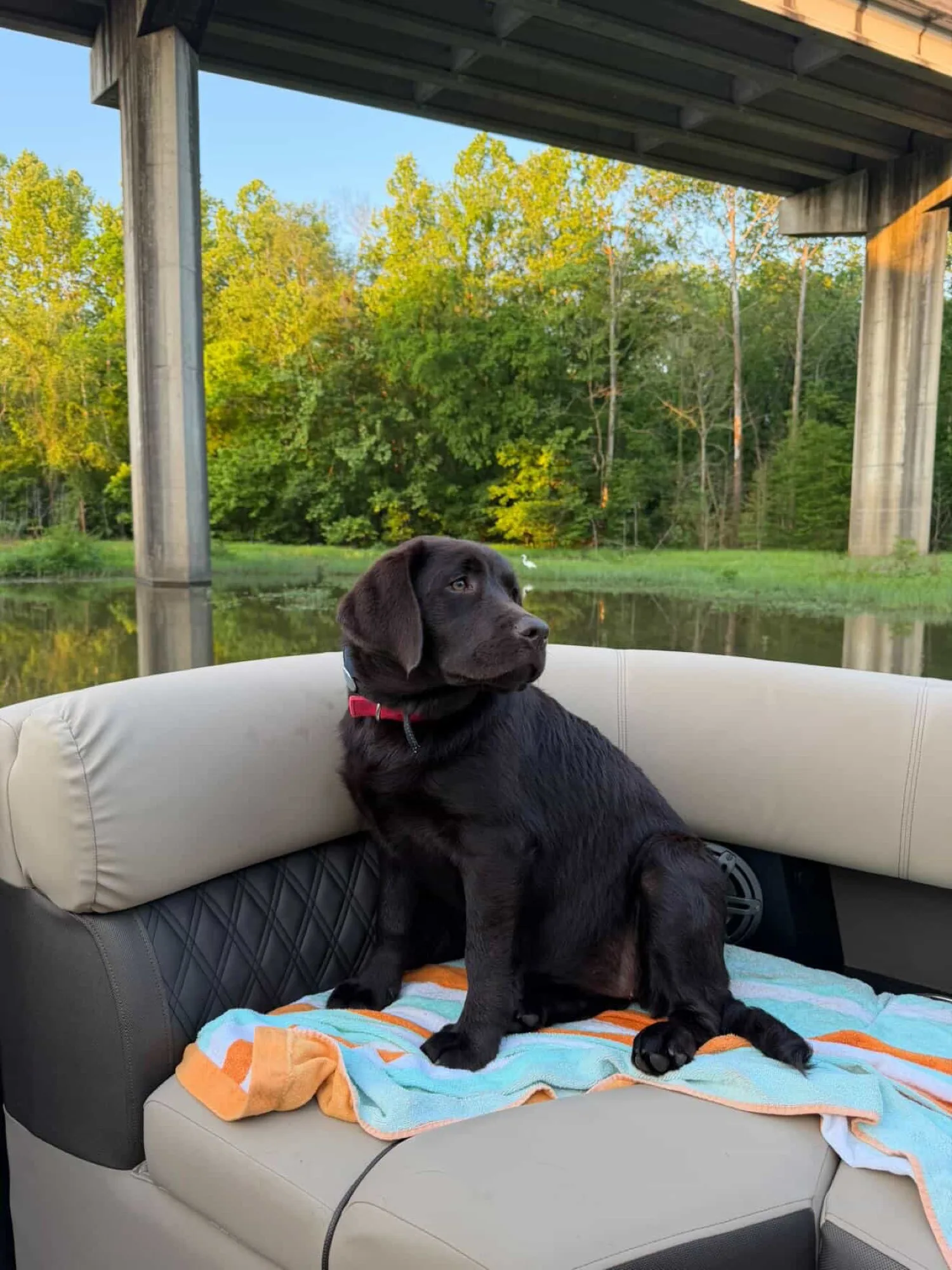 A previous Happiest Labrador puppy at home with their family