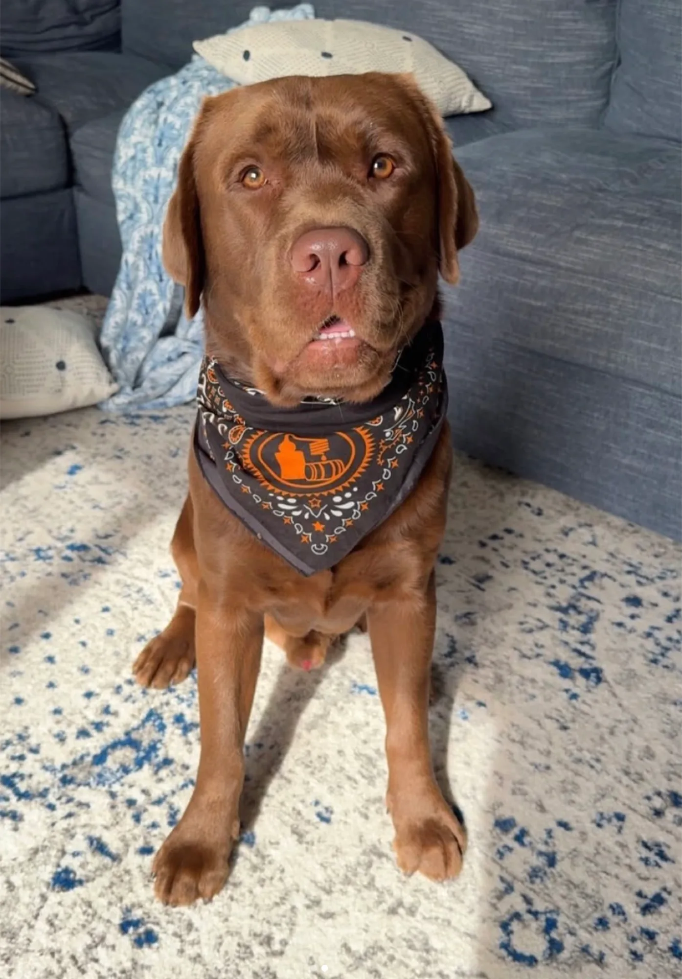 A previous Happiest Labrador puppy at home with their family