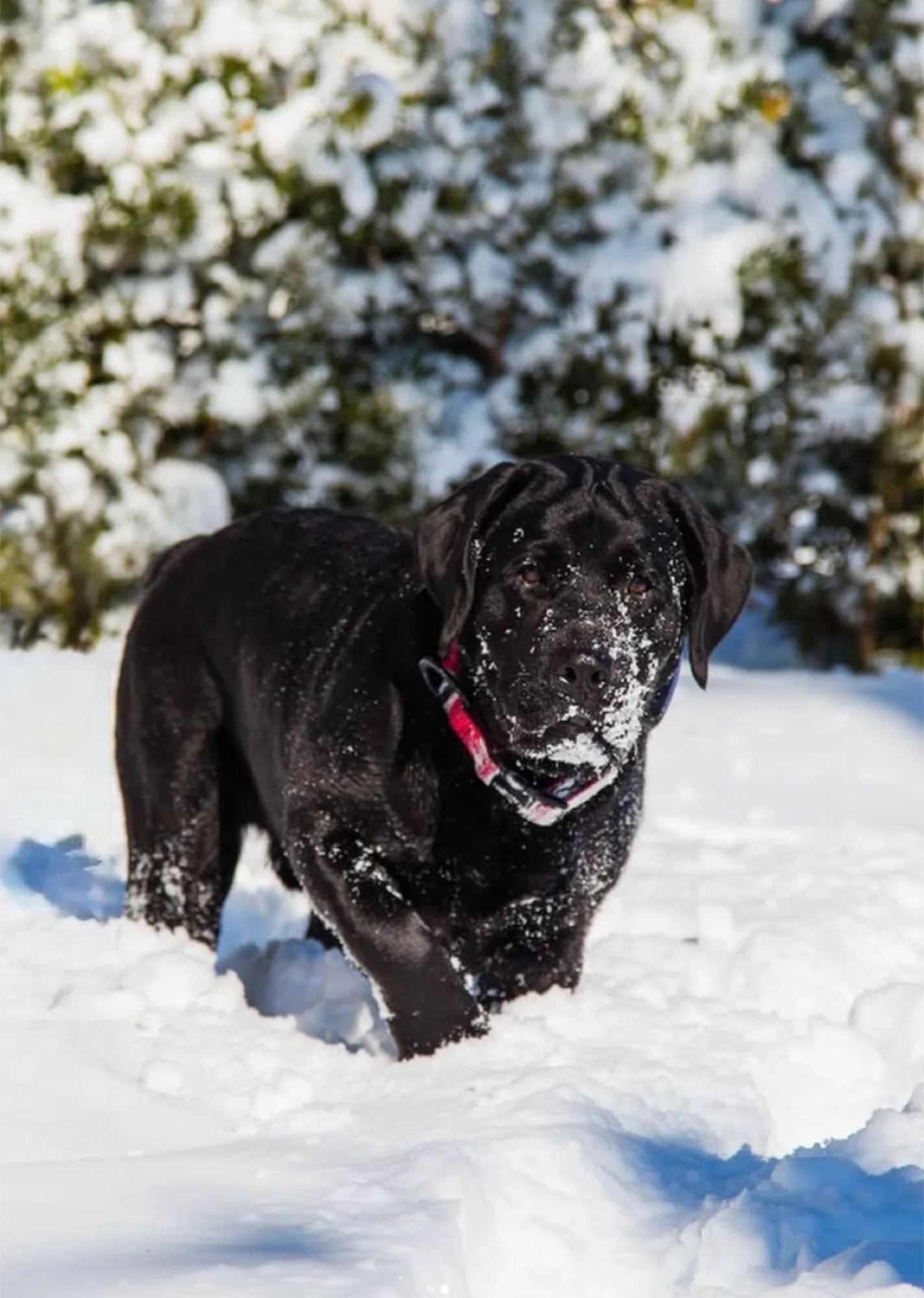A previous Happiest Labrador puppy at home with their family