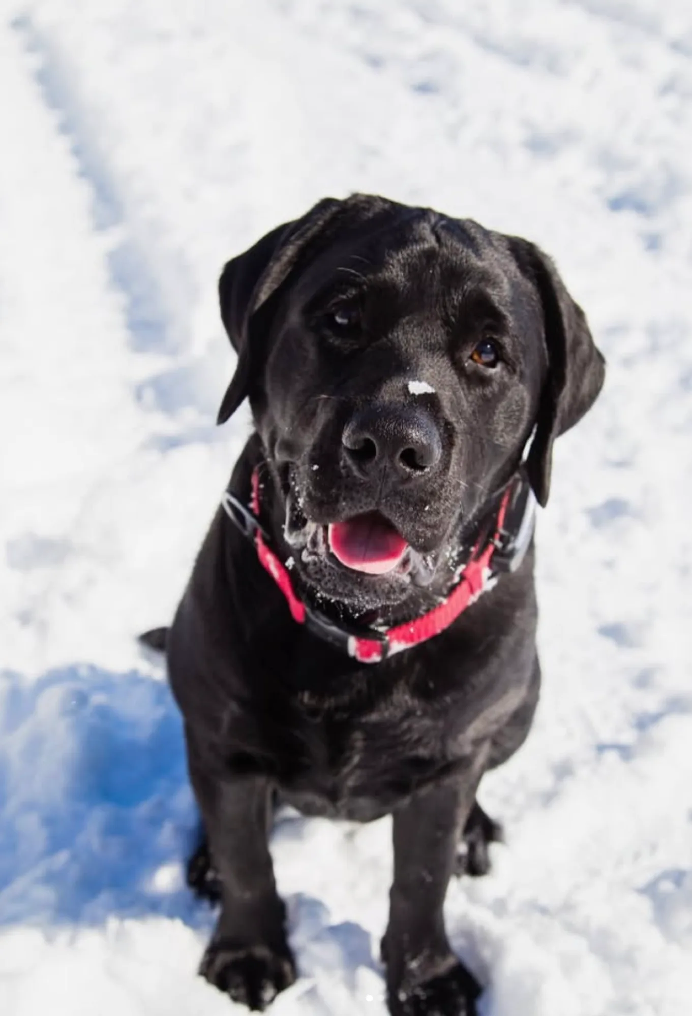A previous Happiest Labrador puppy at home with their family