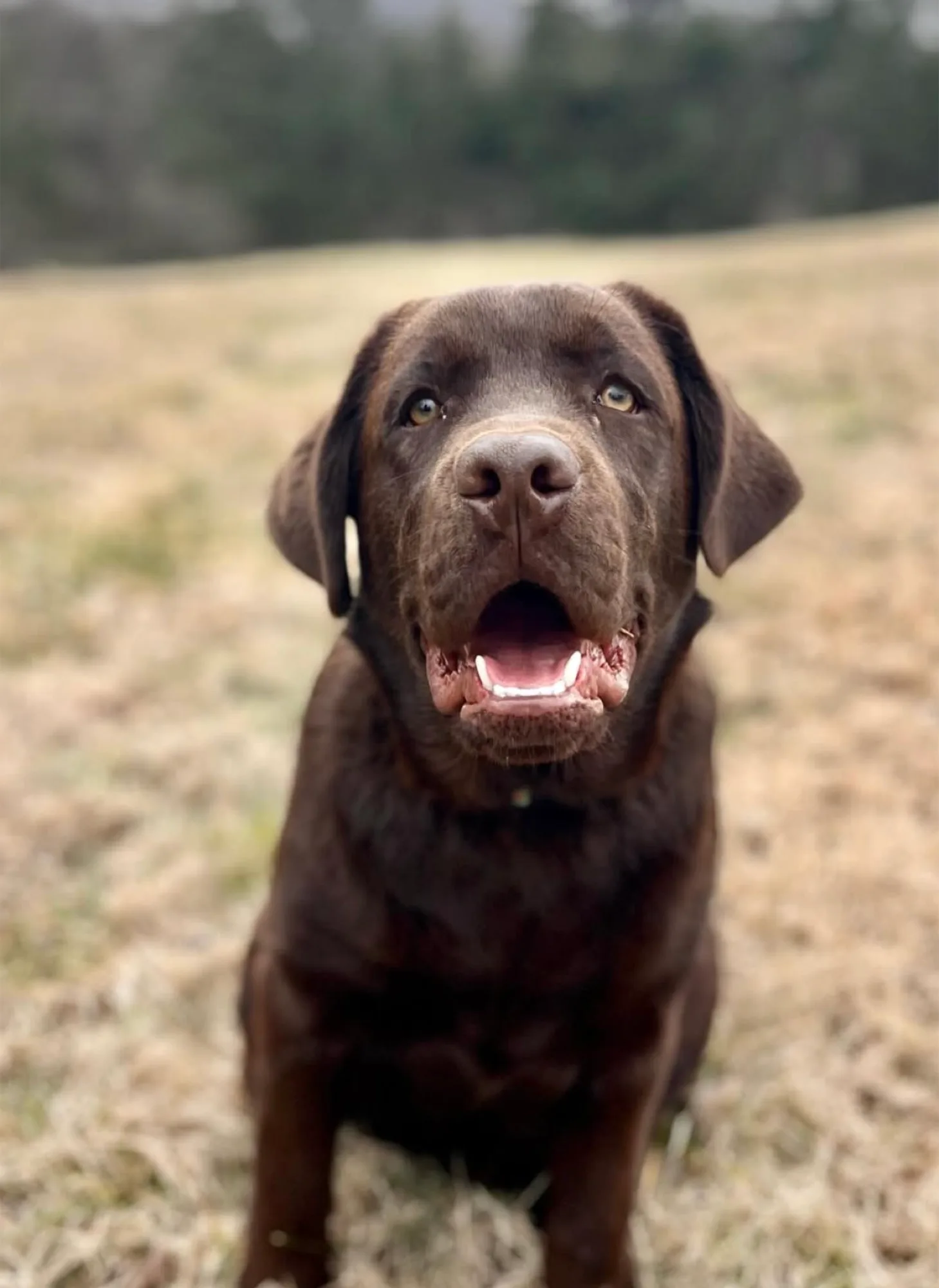 A previous Happiest Labrador puppy at home with their family
