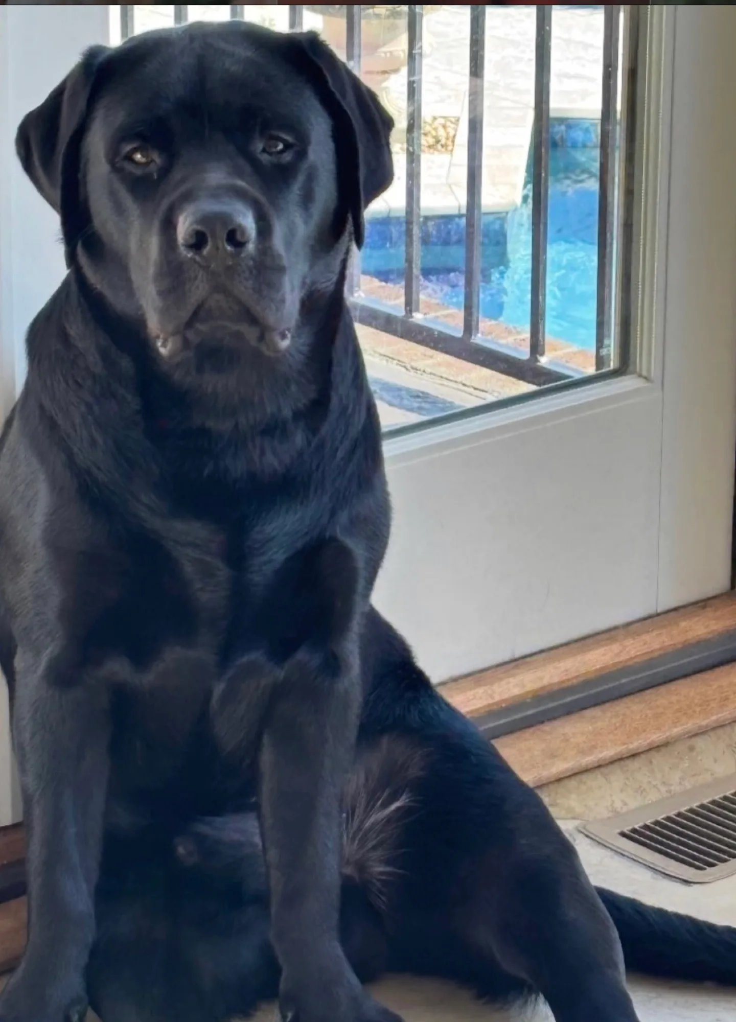 A previous Happiest Labrador puppy at home with their family