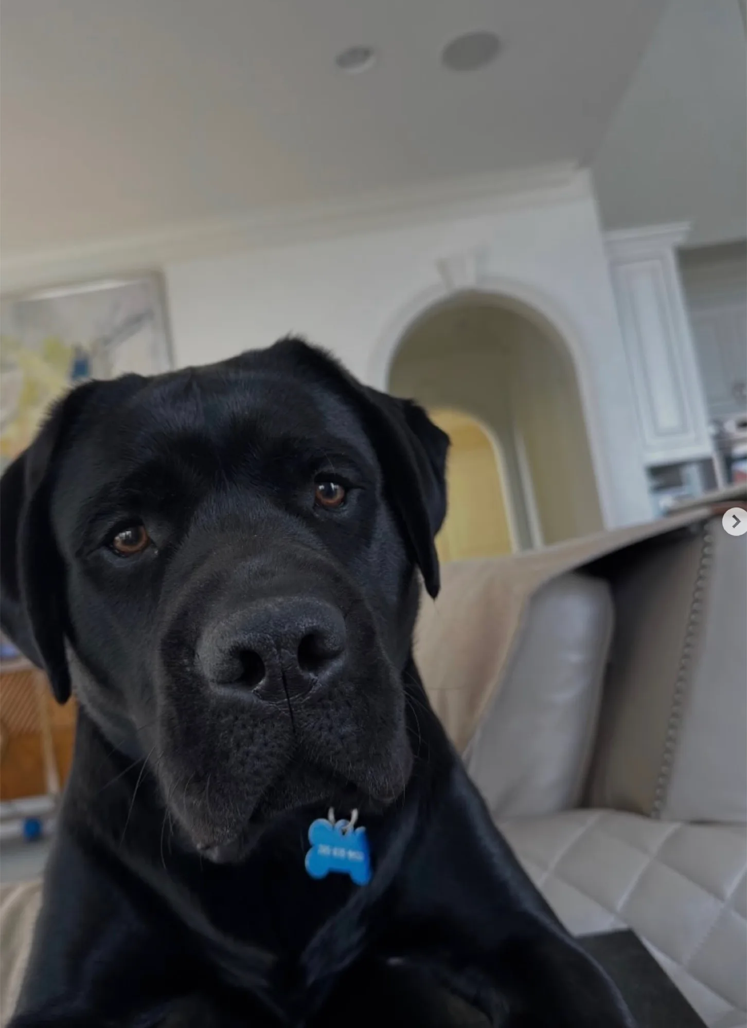 A previous Happiest Labrador puppy at home with their family