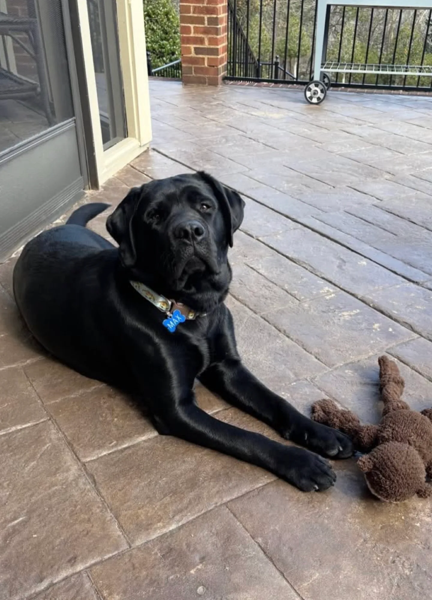 A previous Happiest Labrador puppy at home with their family