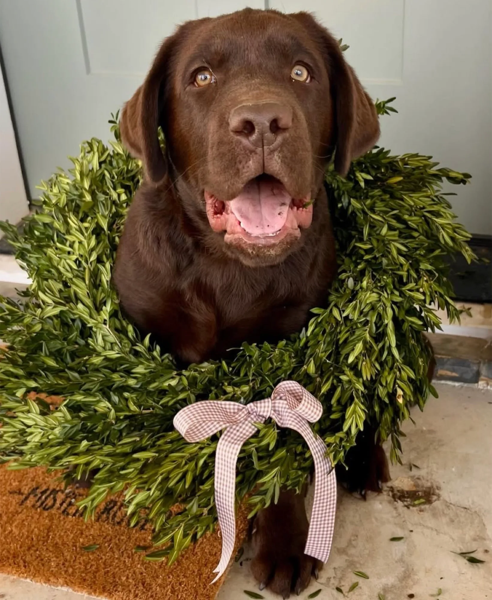 A previous Happiest Labrador puppy at home with their family