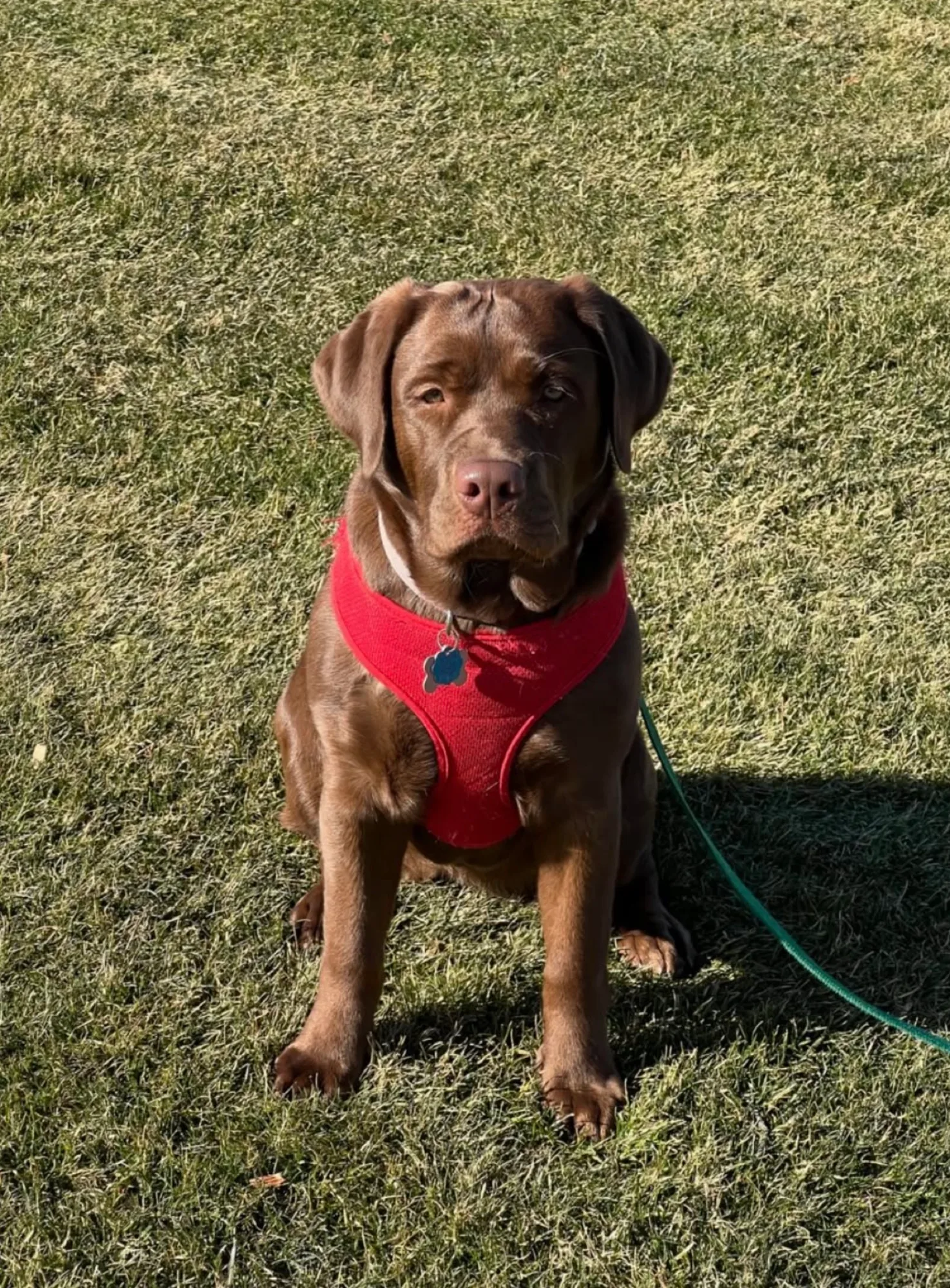 A previous Happiest Labrador puppy at home with their family