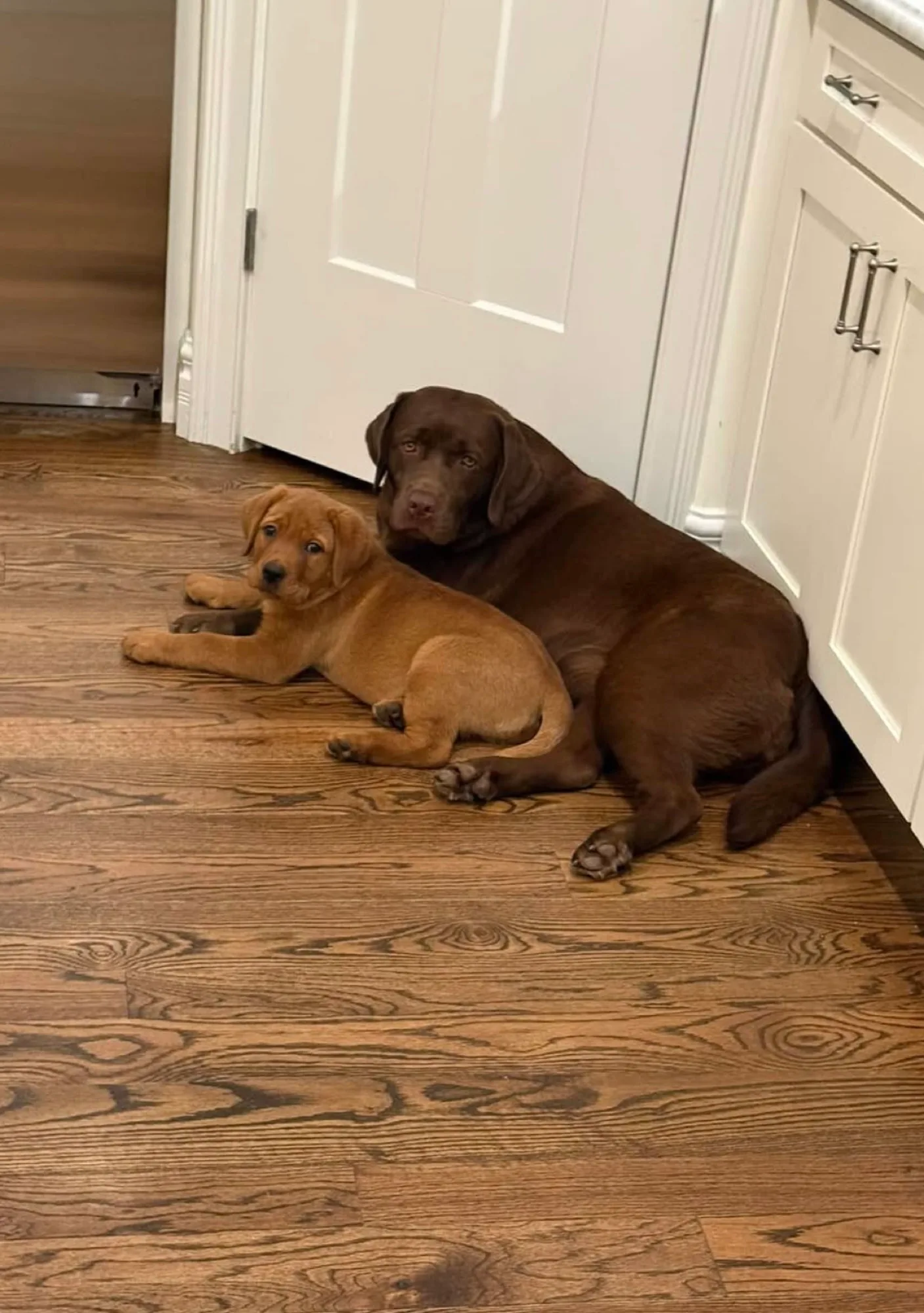 A previous Happiest Labrador puppy at home with their family