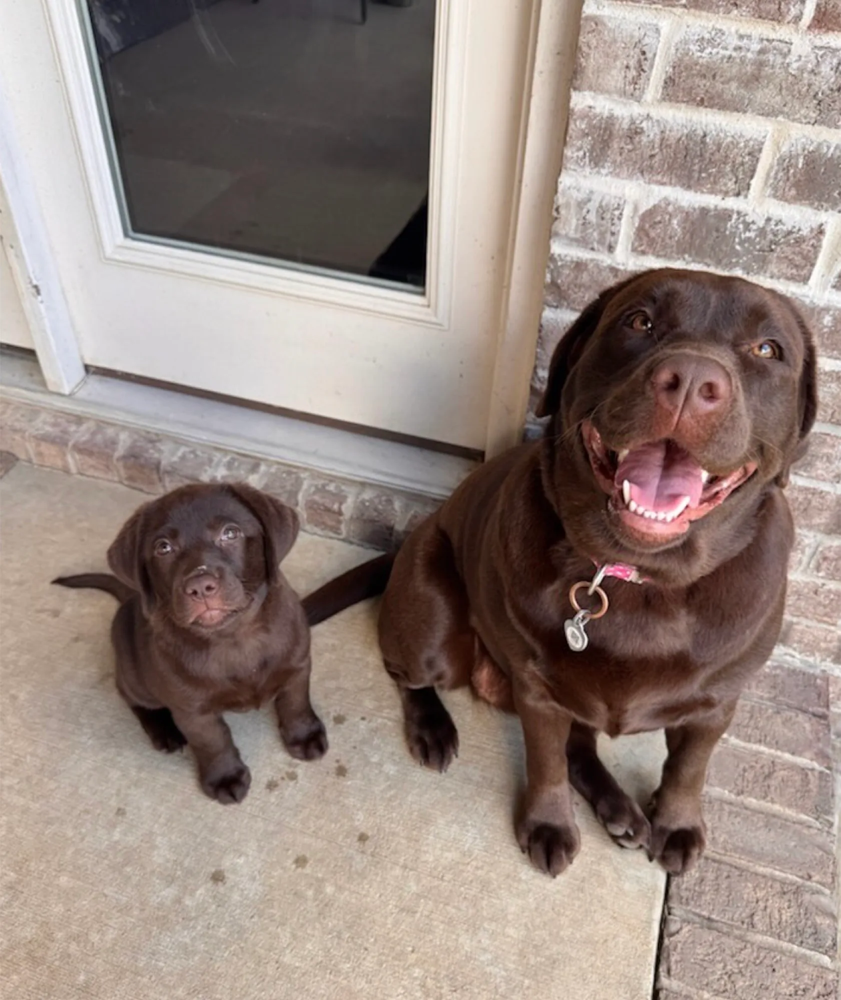 A previous Happiest Labrador puppy at home with their family