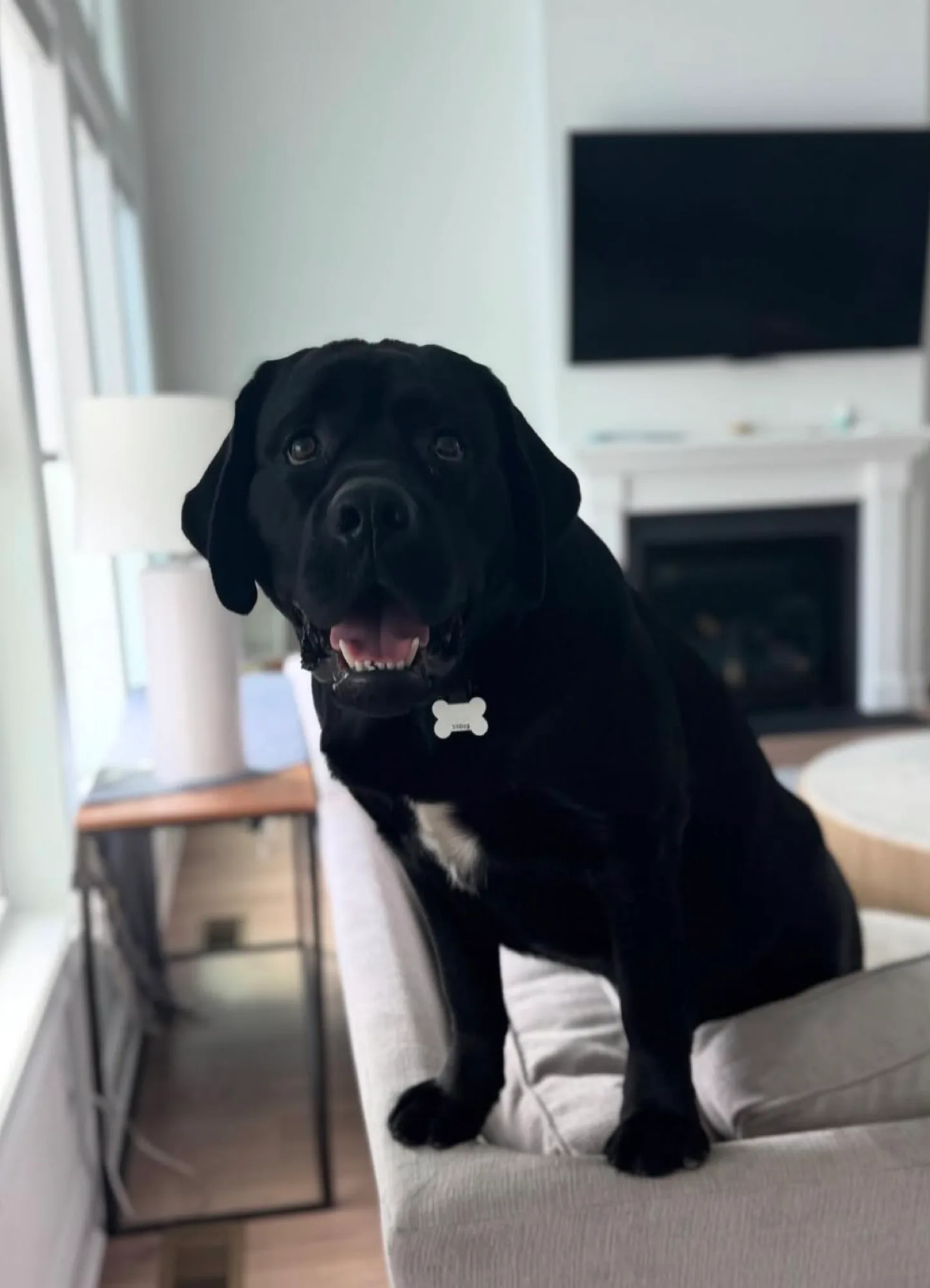 A previous Happiest Labrador puppy at home with their family