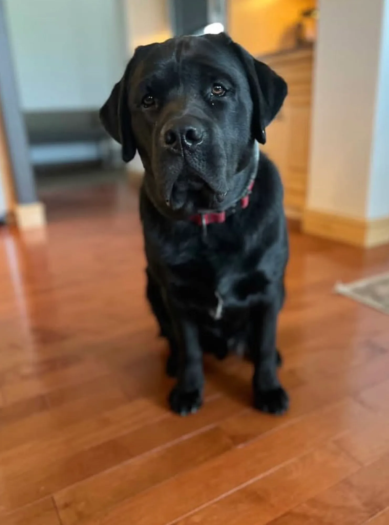 A previous Happiest Labrador puppy at home with their family
