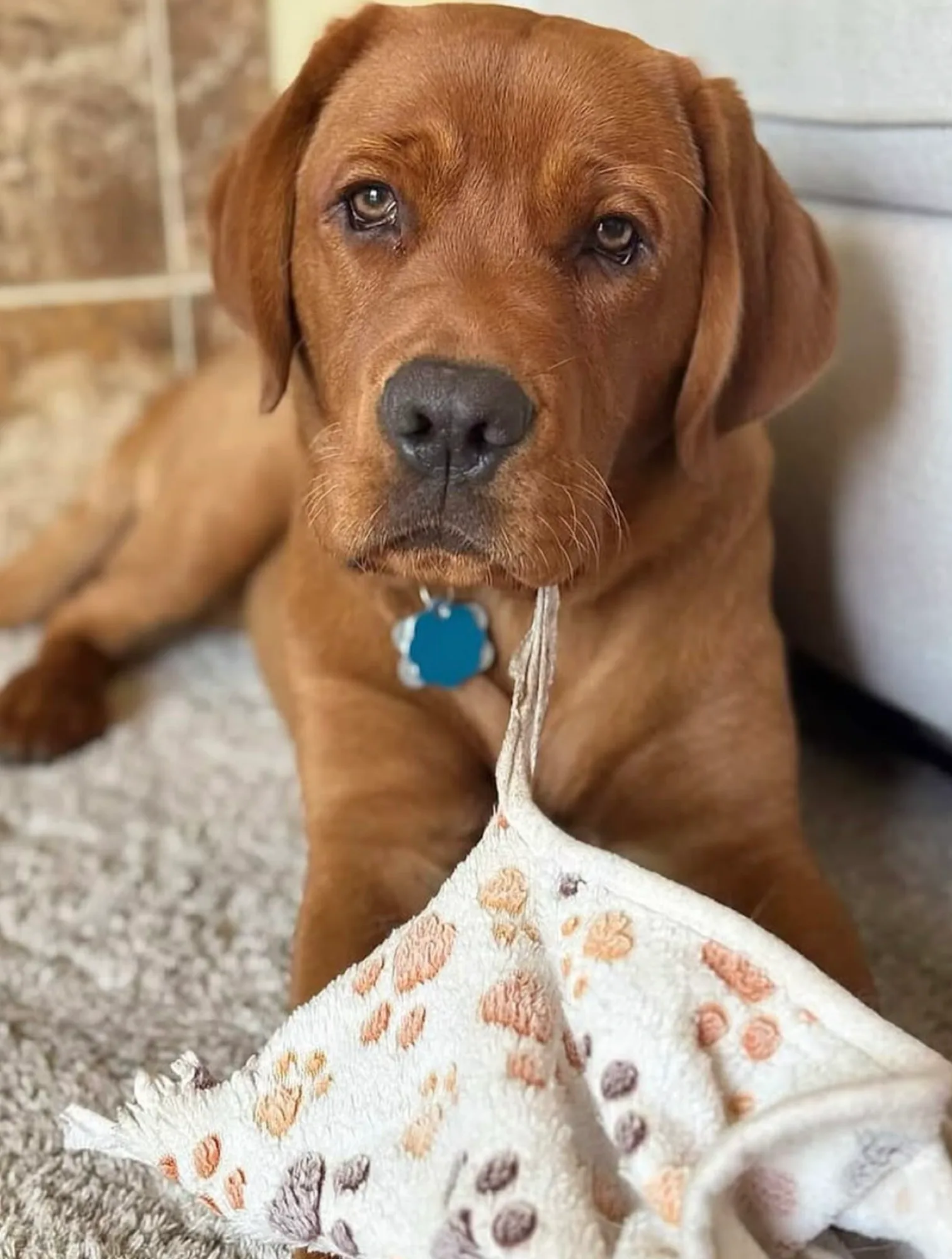 A previous Happiest Labrador puppy at home with their family
