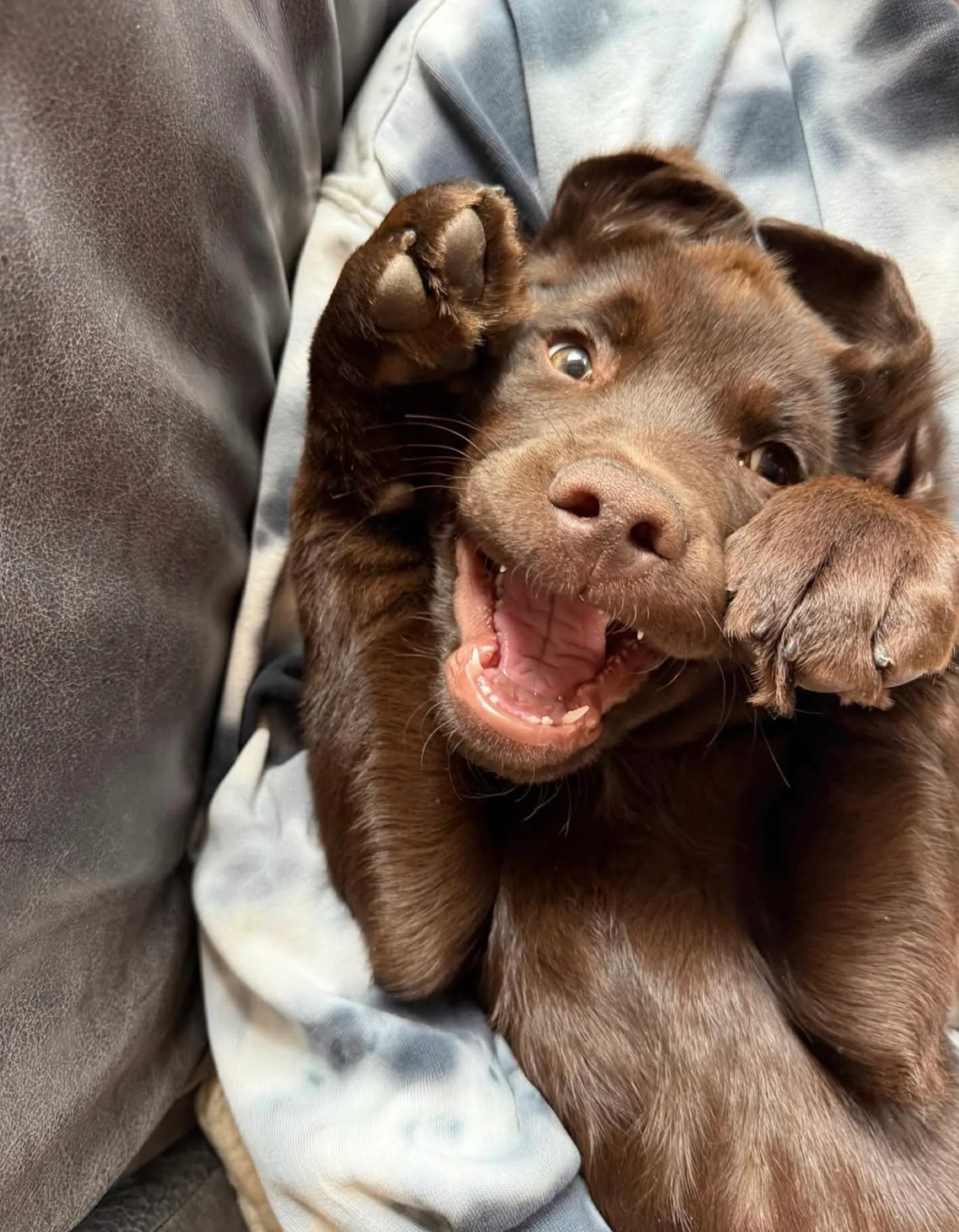 A previous Happiest Labrador puppy at home with their family