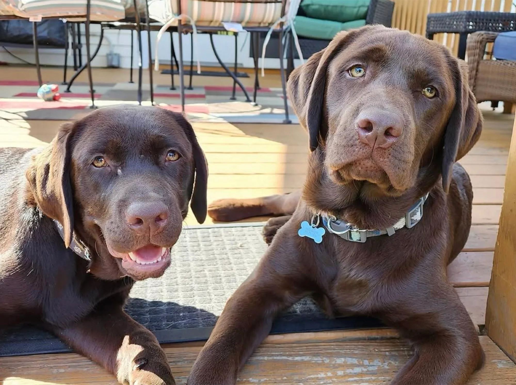 A previous Happiest Labrador puppy at home with their family