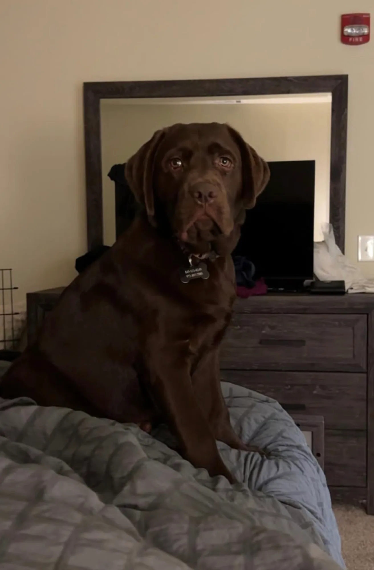 A previous Happiest Labrador puppy at home with their family
