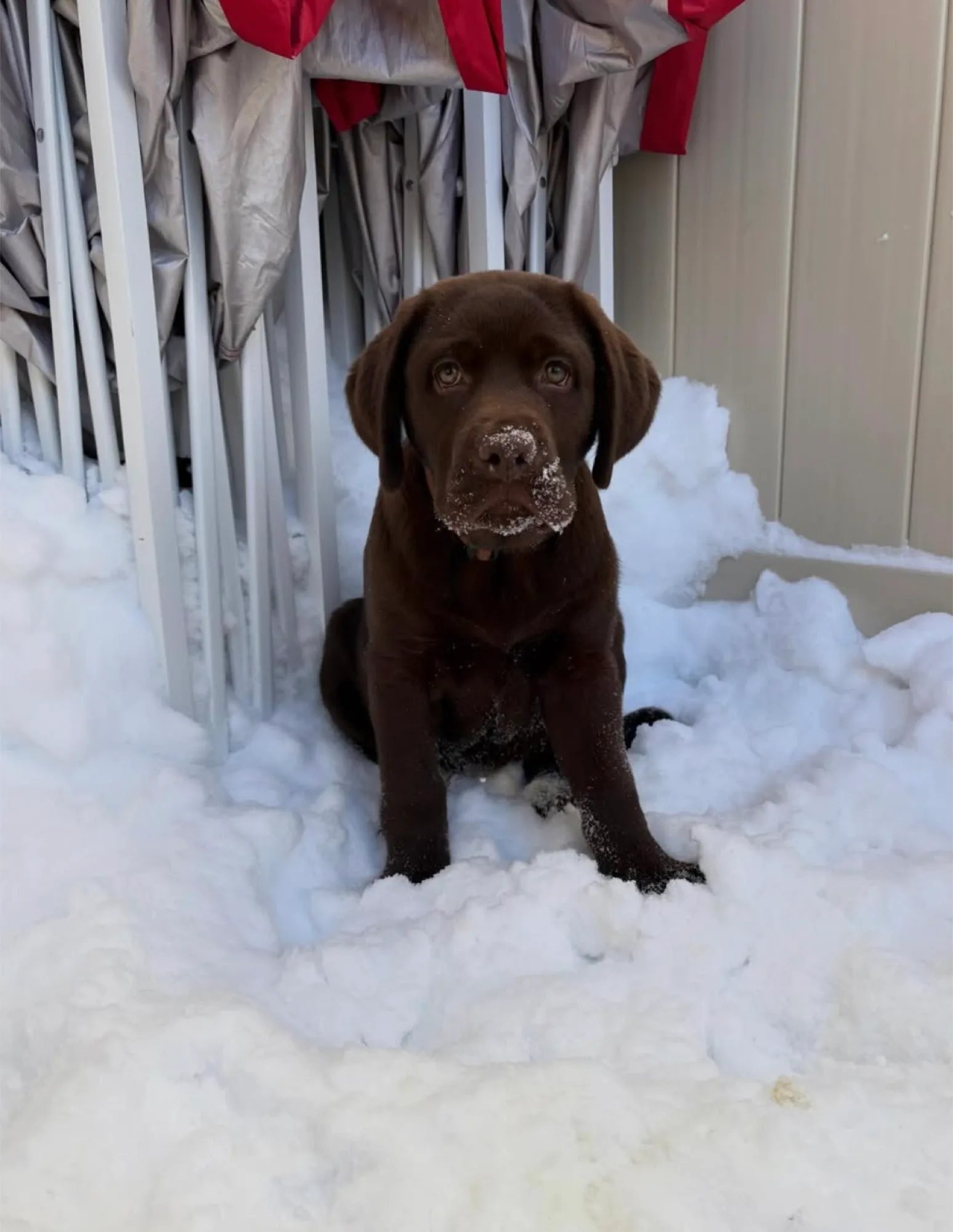 A previous Happiest Labrador puppy at home with their family