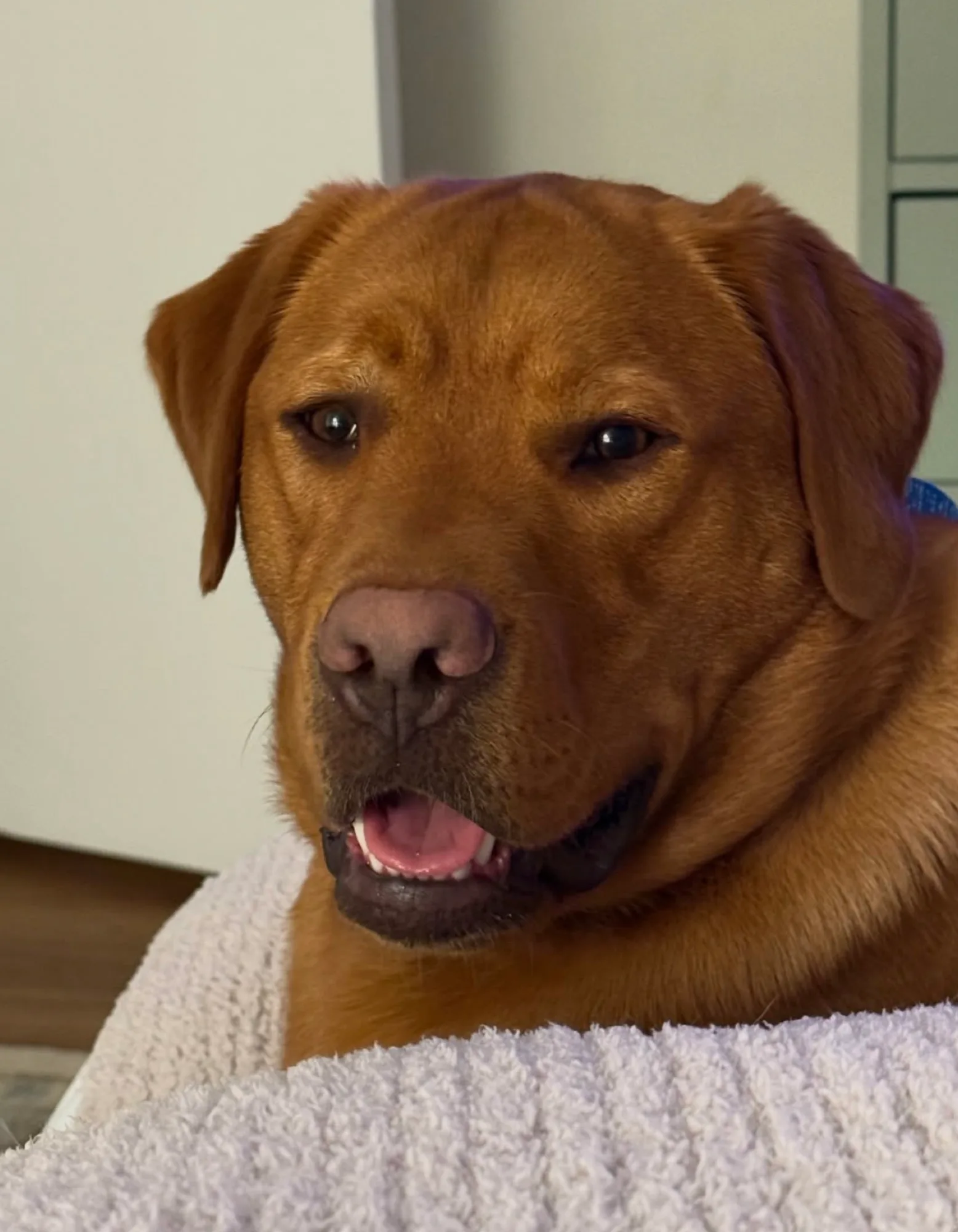 A previous Happiest Labrador puppy at home with their family