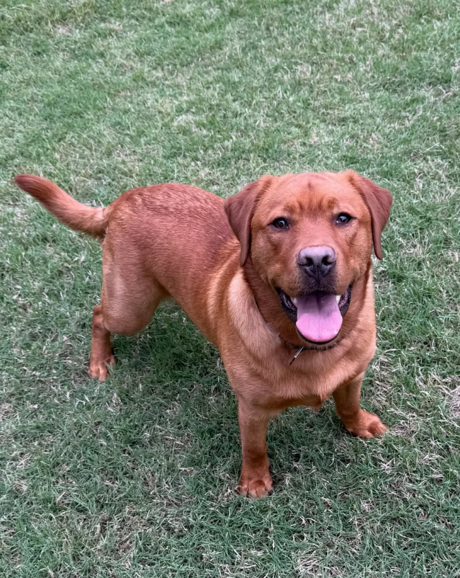 A previous Happiest Labrador puppy at home with their family