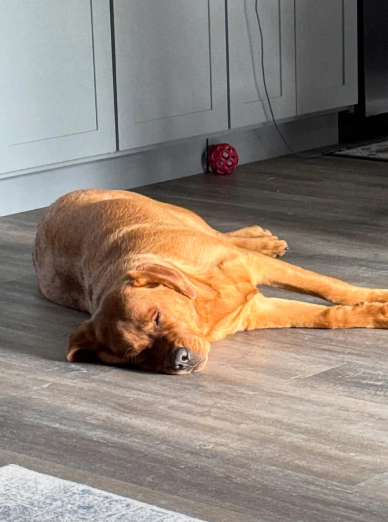 A previous Happiest Labrador puppy at home with their family