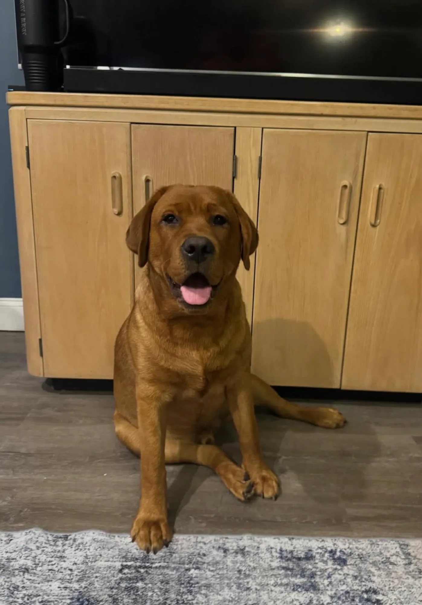 A previous Happiest Labrador puppy at home with their family