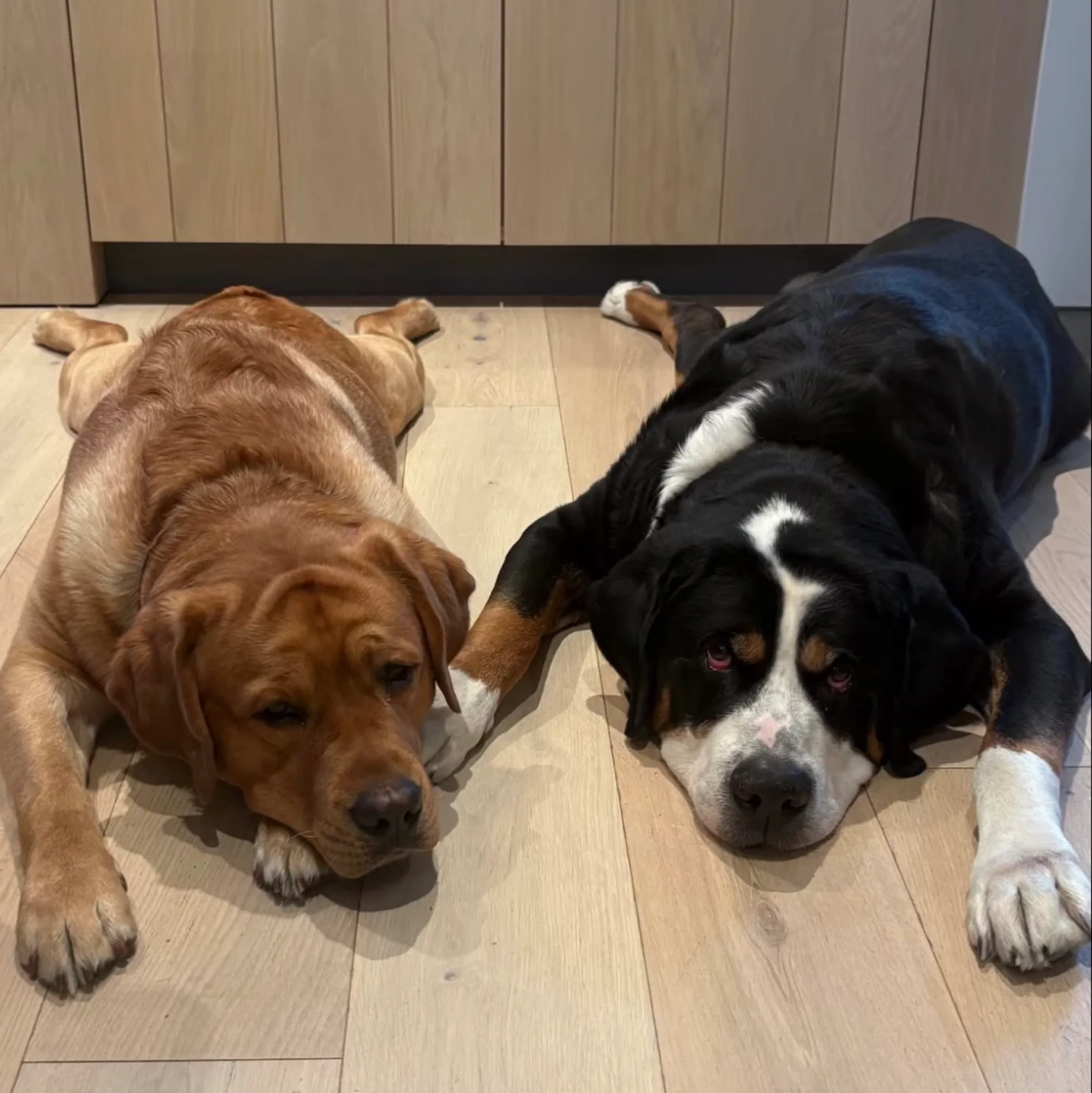 A previous Happiest Labrador puppy at home with their family