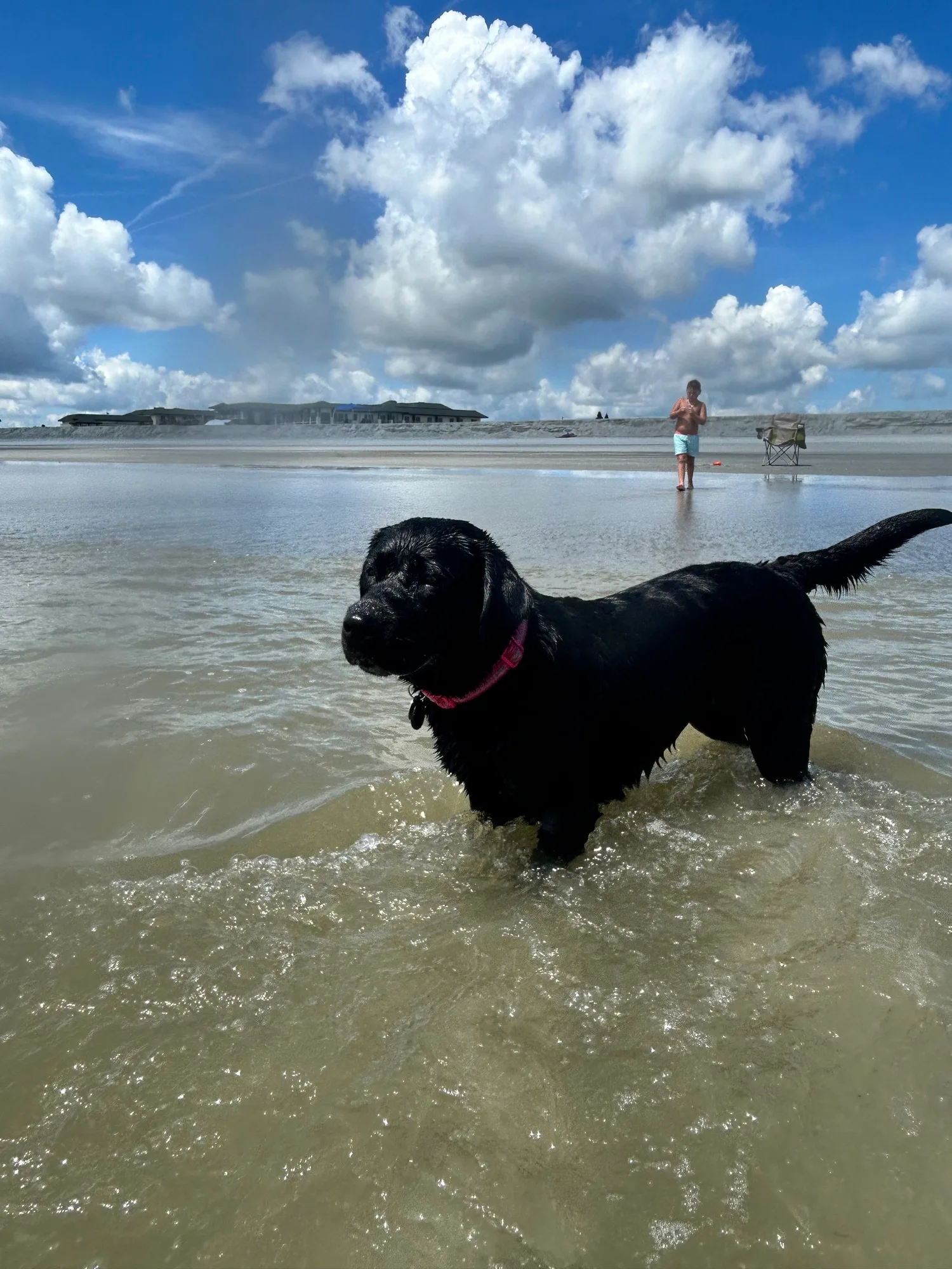 A previous Happiest Labrador puppy at home with their family