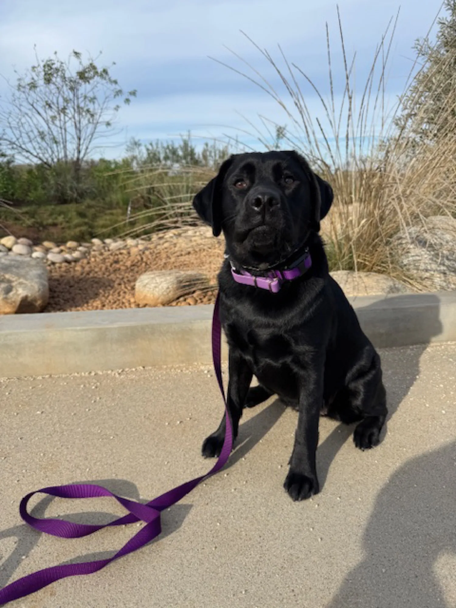 A previous Happiest Labrador puppy at home with their family