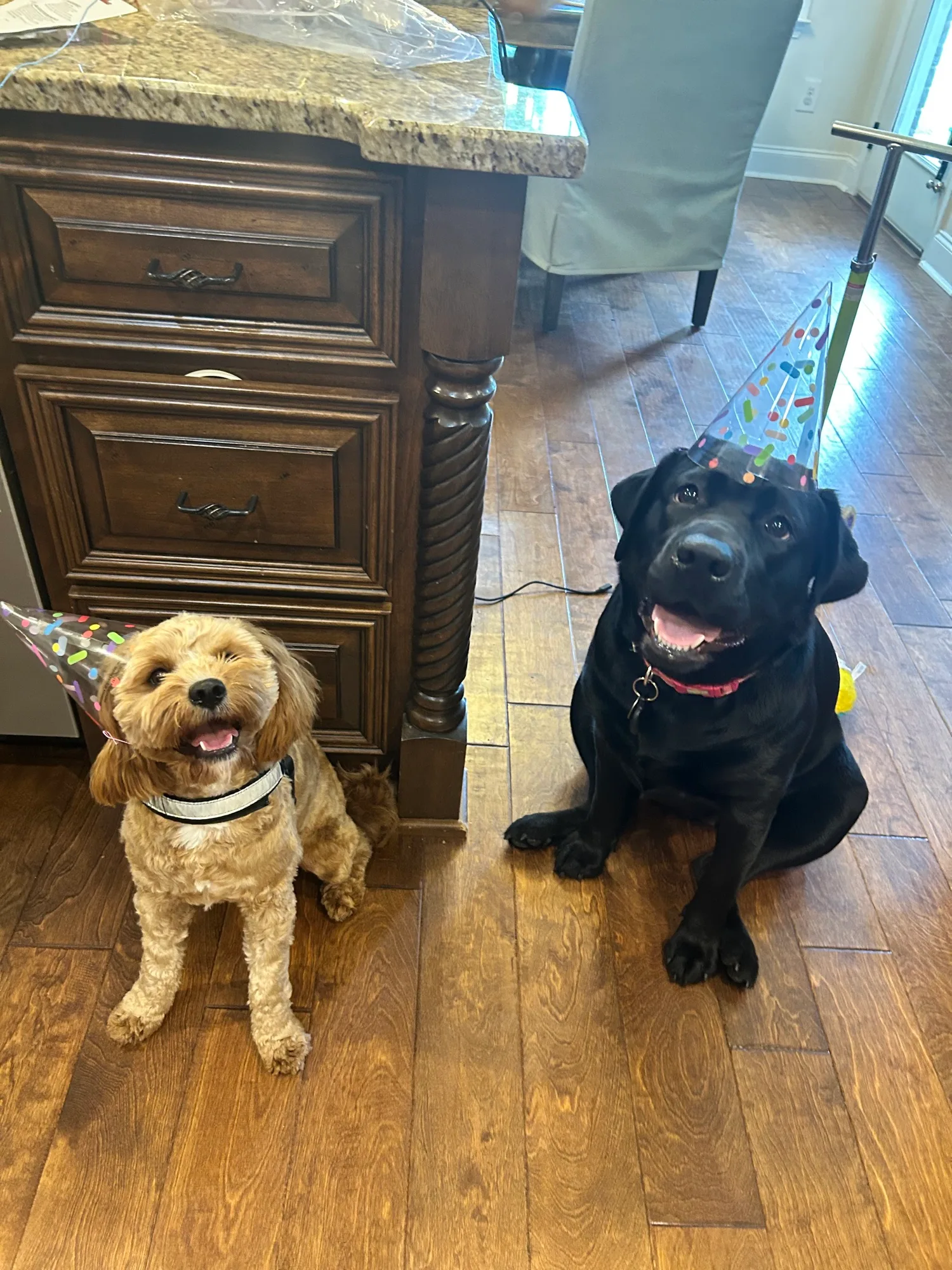 A previous Happiest Labrador puppy at home with their family