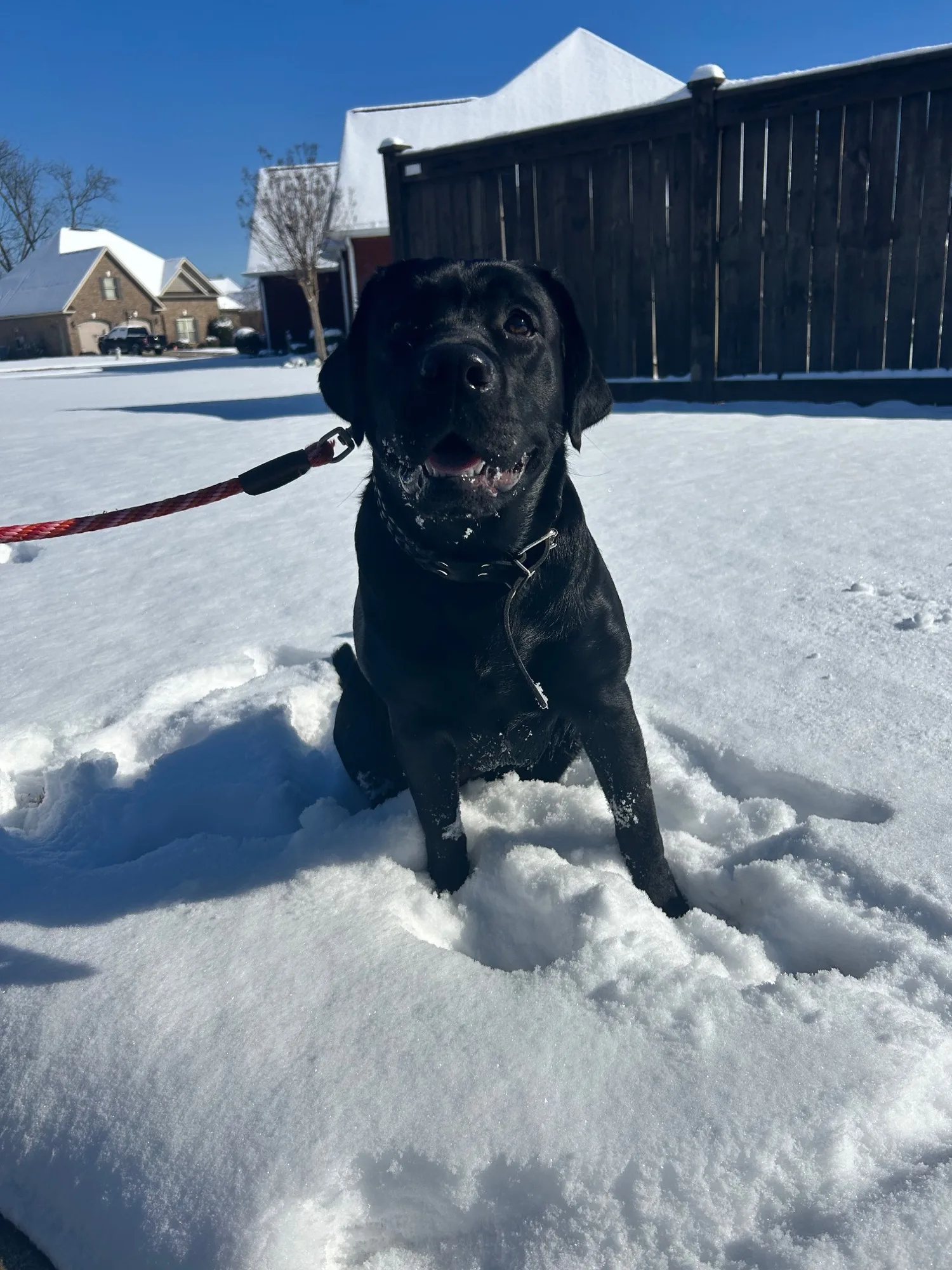 A previous Happiest Labrador puppy at home with their family