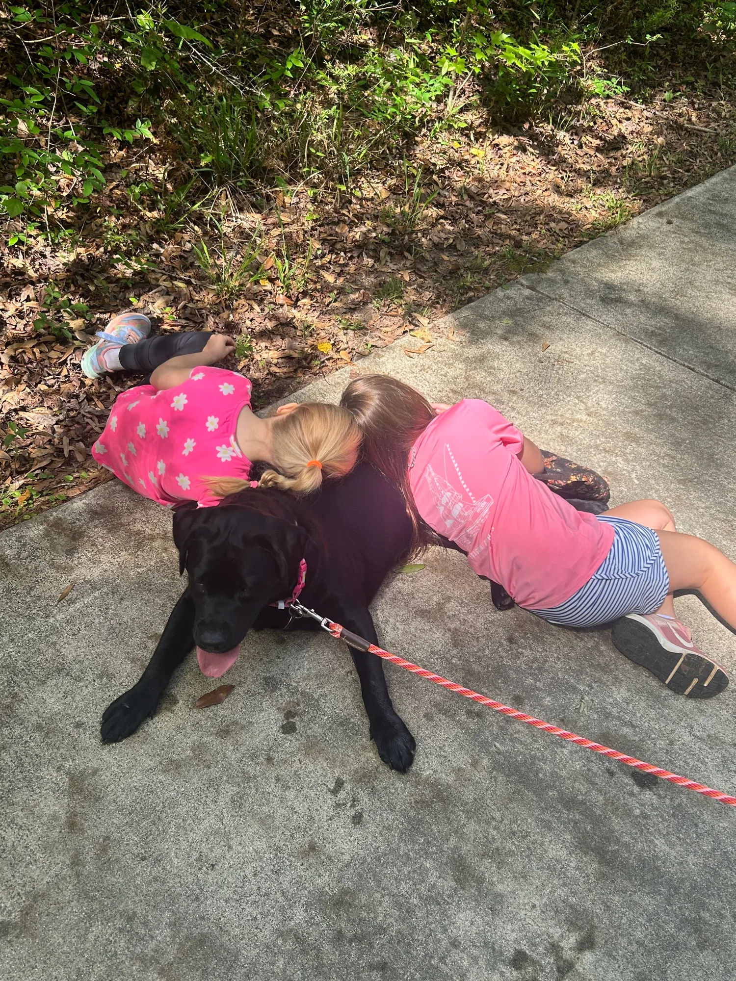 A previous Happiest Labrador puppy at home with their family