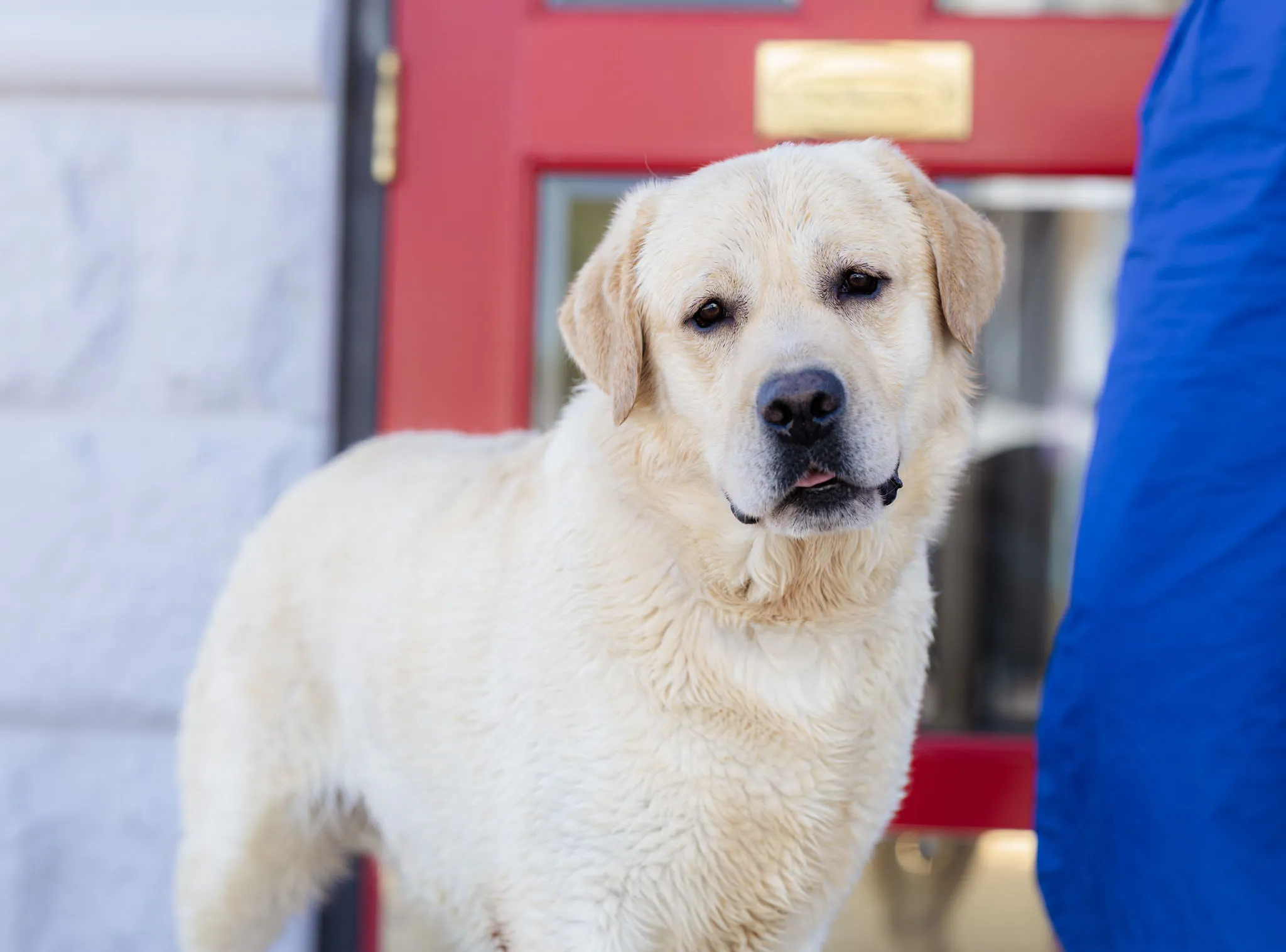 Polar, Light Yellow · International Junior Champion