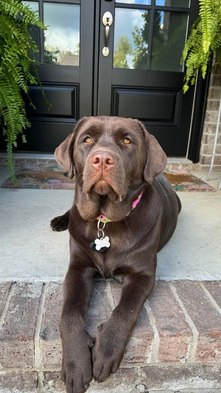 Poppy, an English Labrador from The Happiest Labrador
