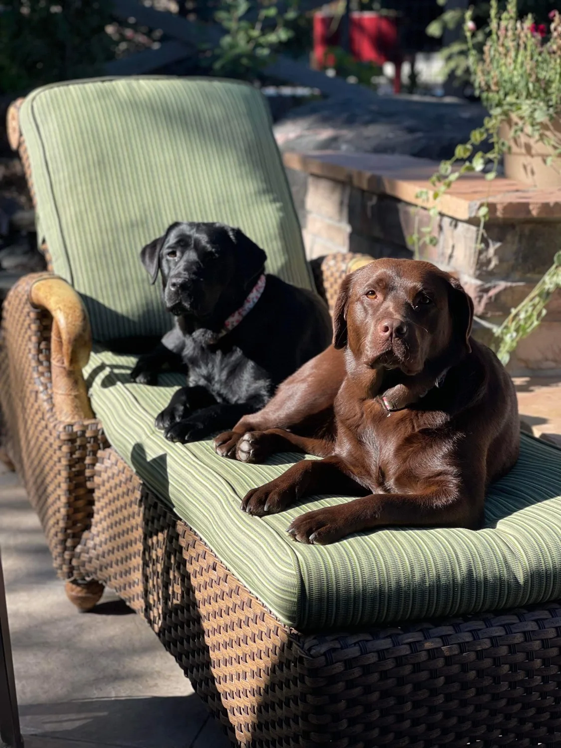 A black Labrador and a chocolate Labrador lounging side by side on a striped patio chaise in the sun