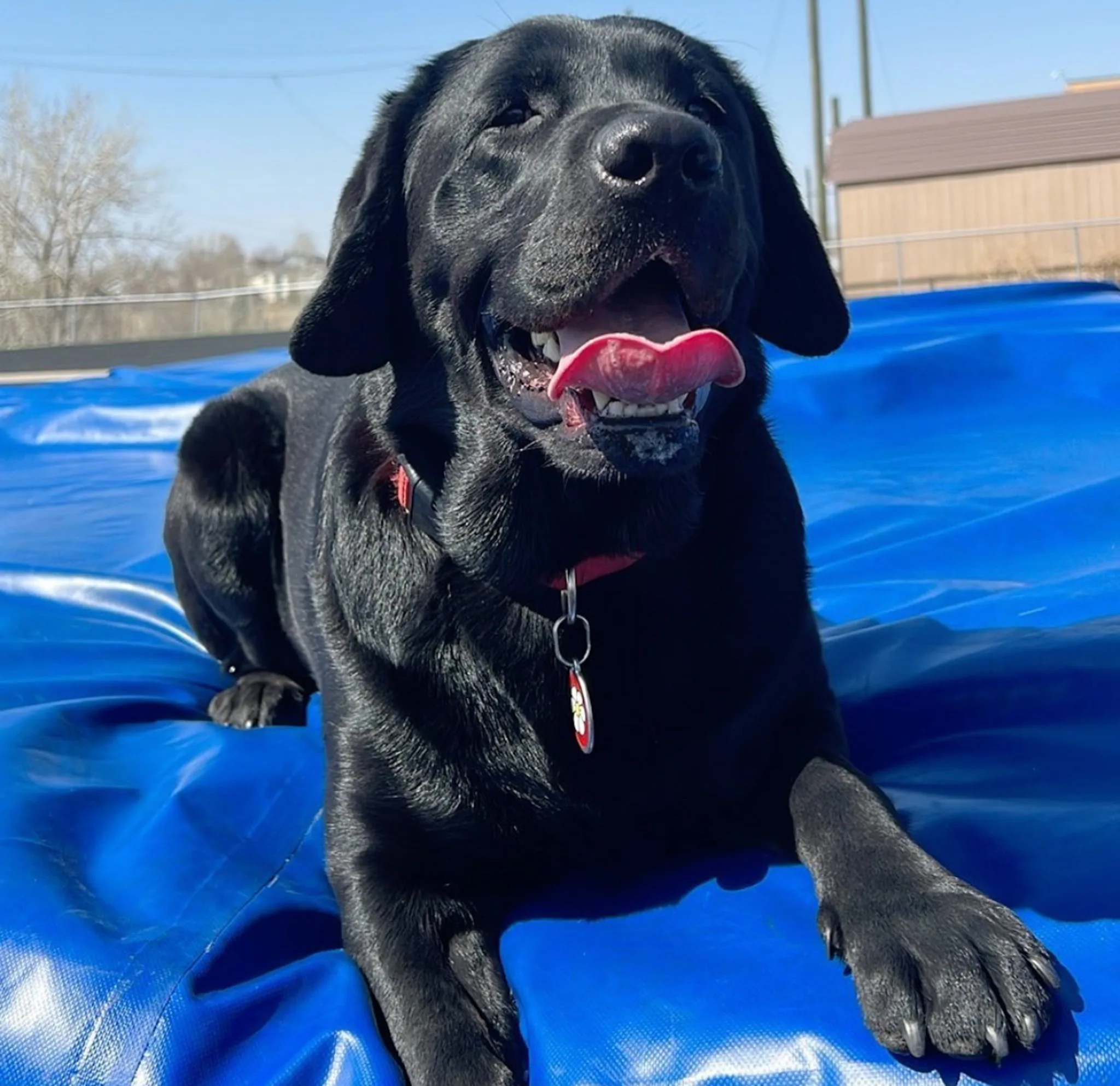A previous Happiest Labrador puppy at home with their family