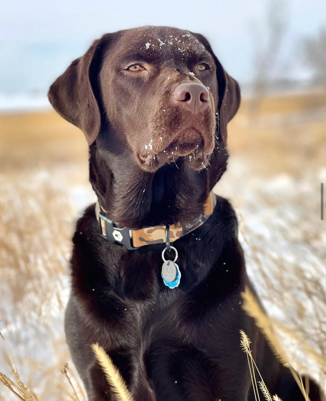 A previous Happiest Labrador puppy at home with their family