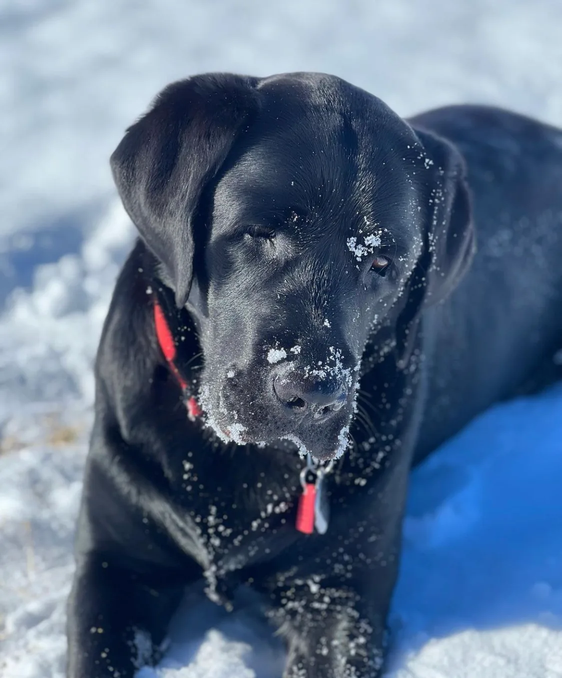 A previous Happiest Labrador puppy at home with their family