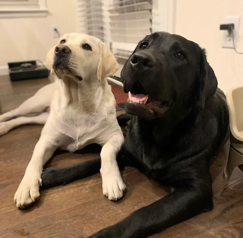 A previous Happiest Labrador puppy at home with their family