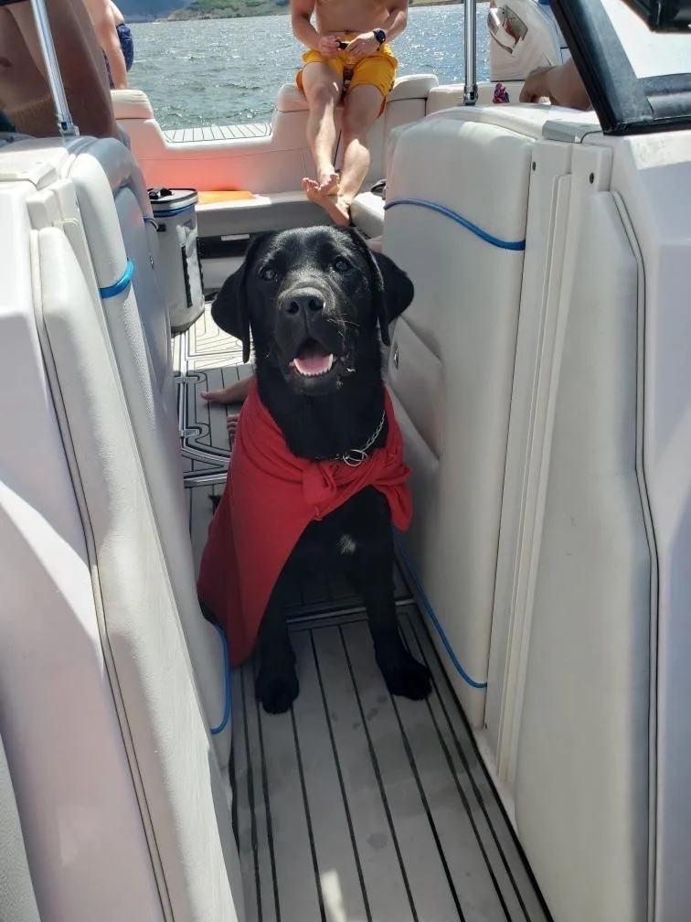 A happy black Labrador wrapped in a red towel sitting on the deck of a boat